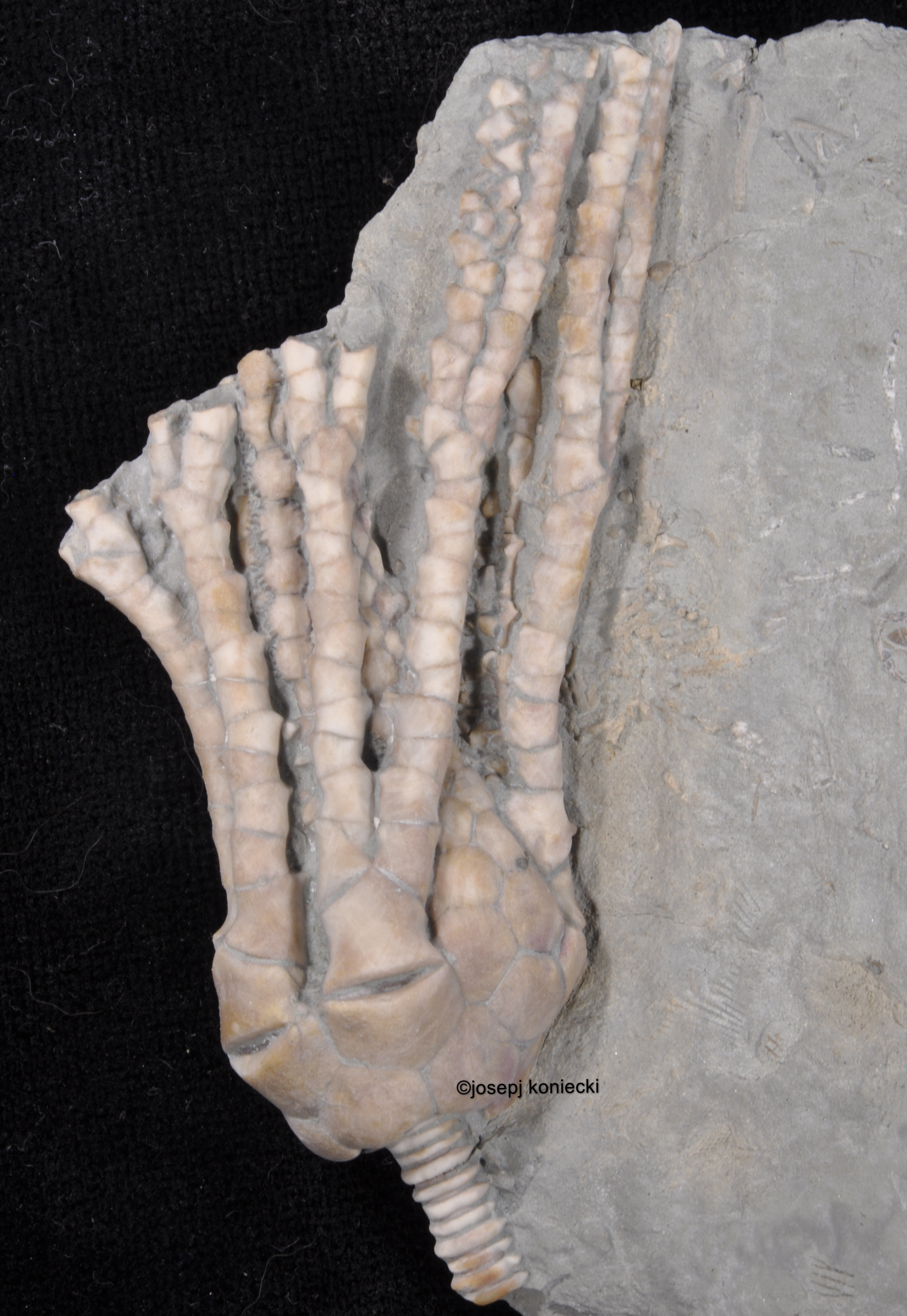 Plummericrinus