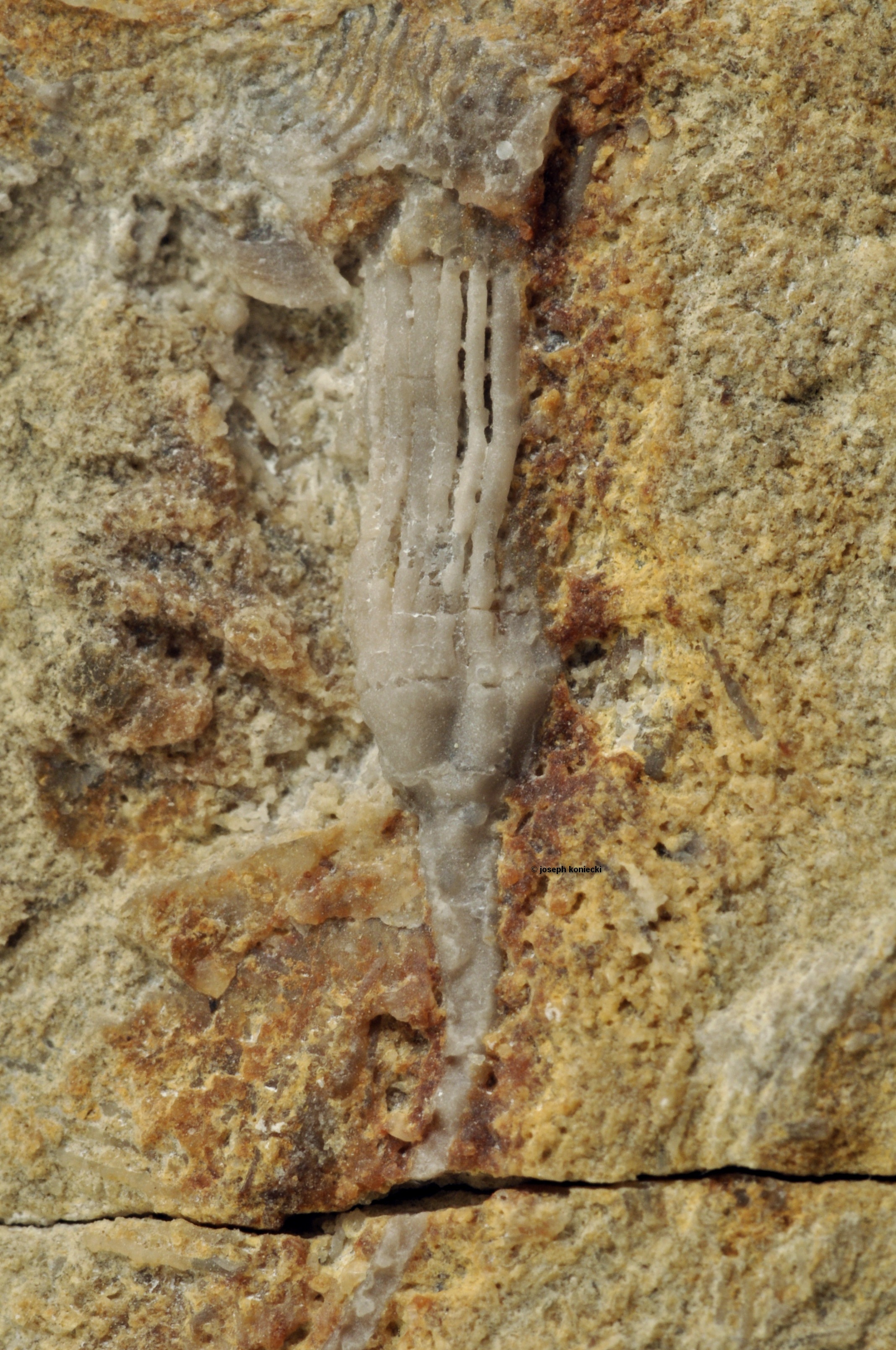Allocatillocrinus