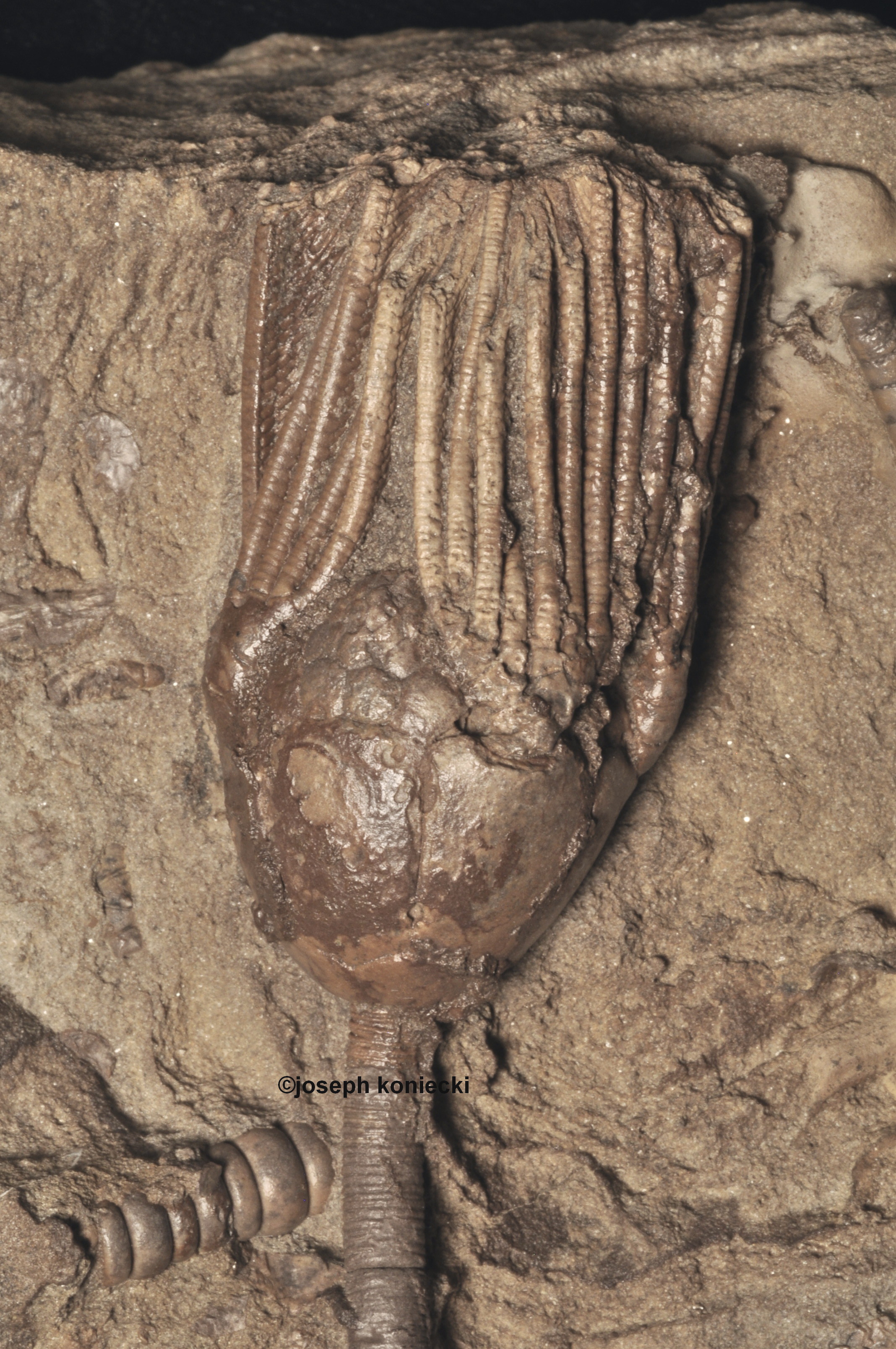 Neocamptocrinus