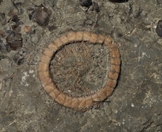 Cyclocystoides