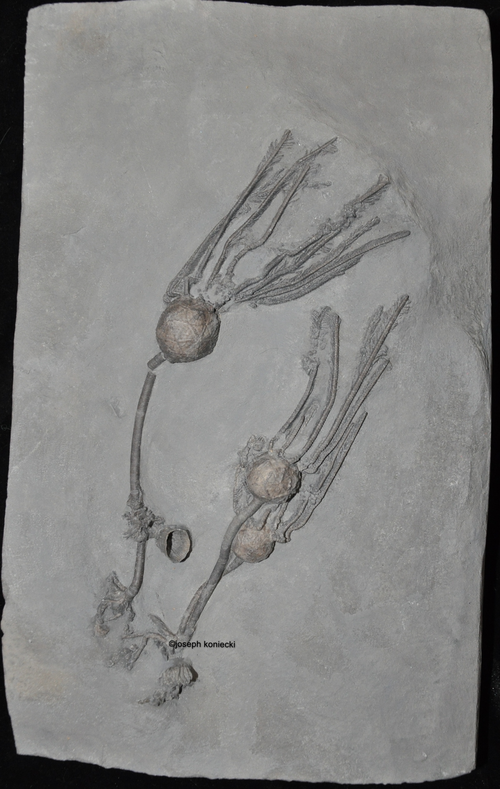 Caryocystites