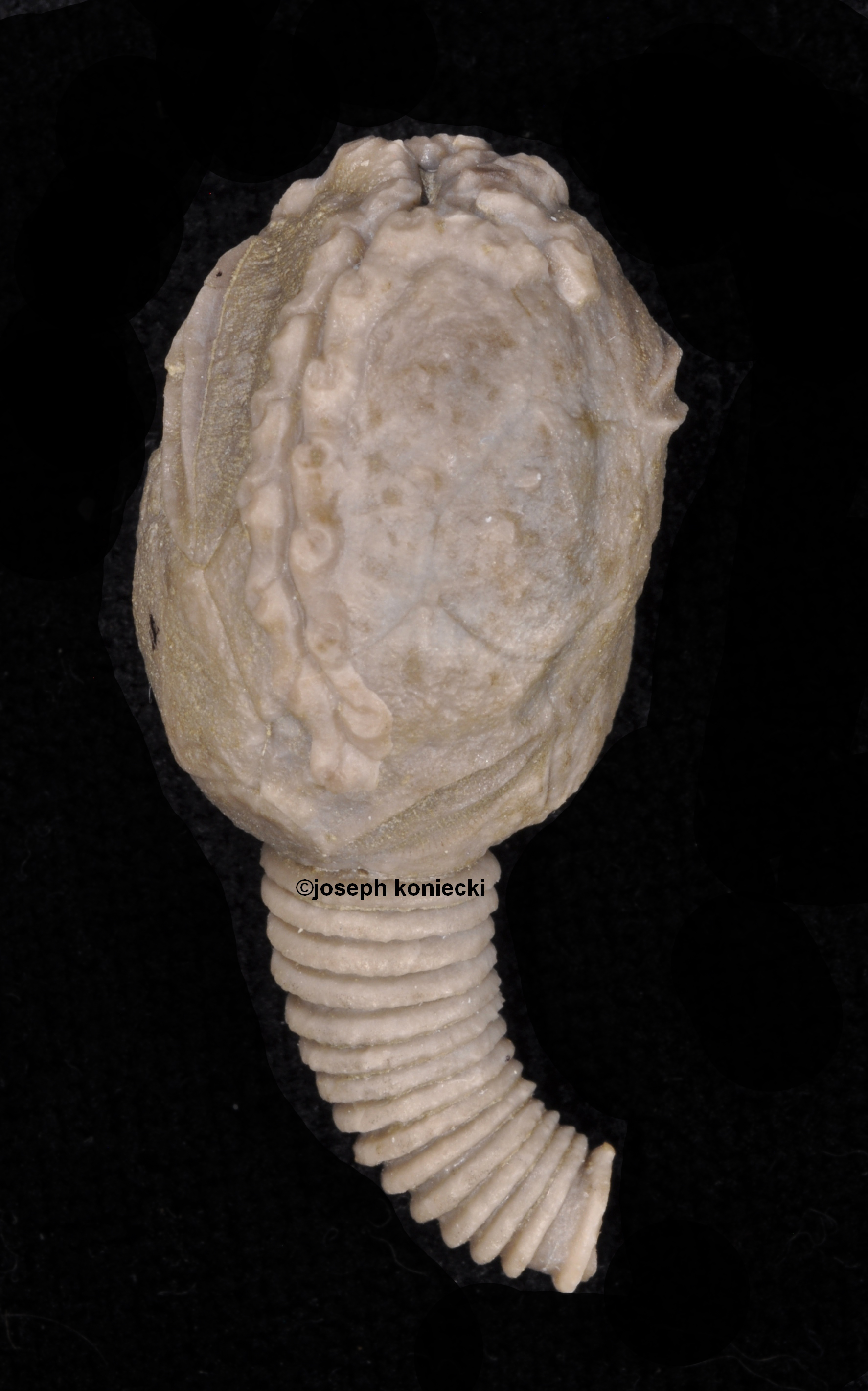 Lipsanocystis