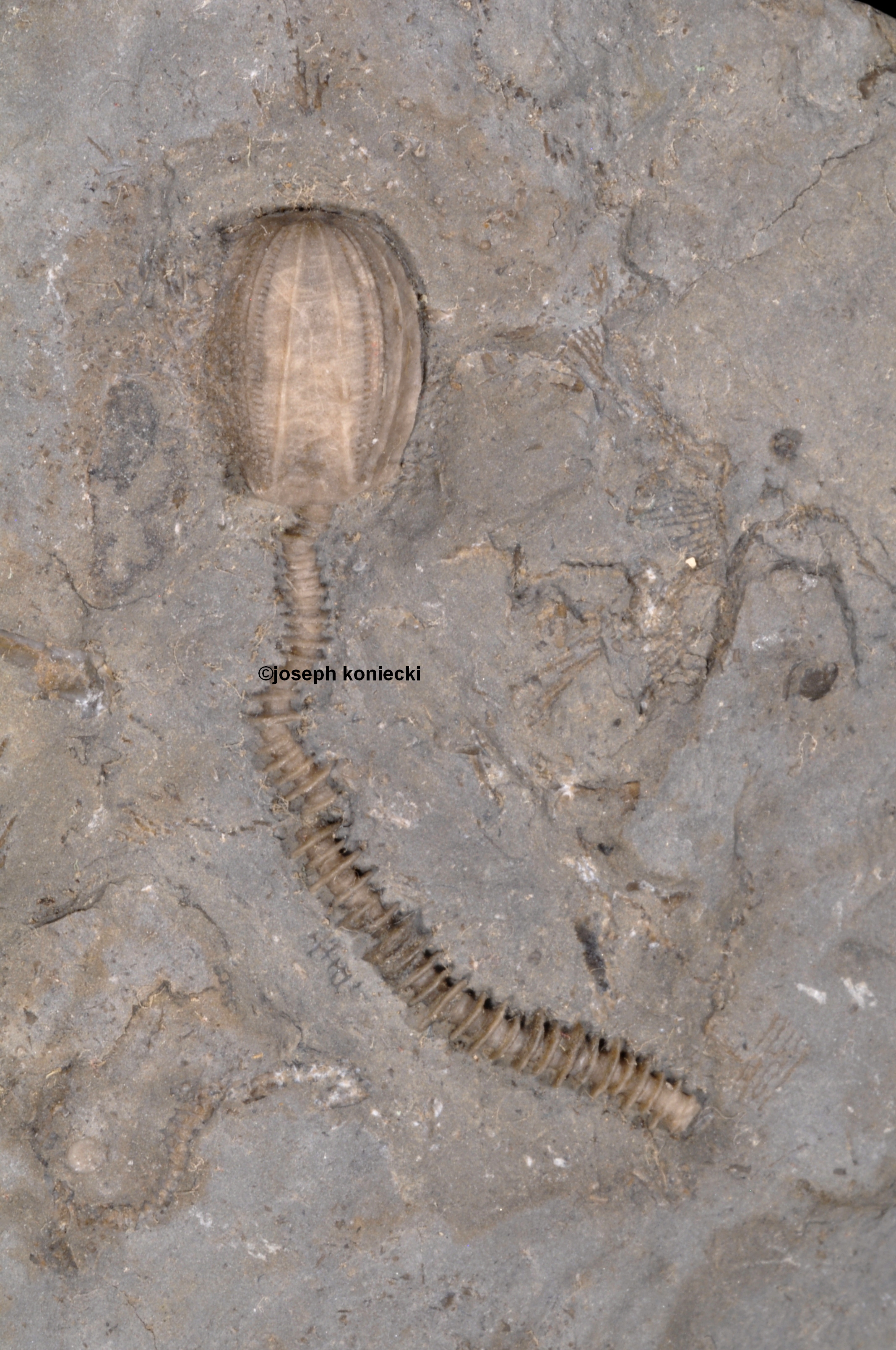 Nucleocrinus