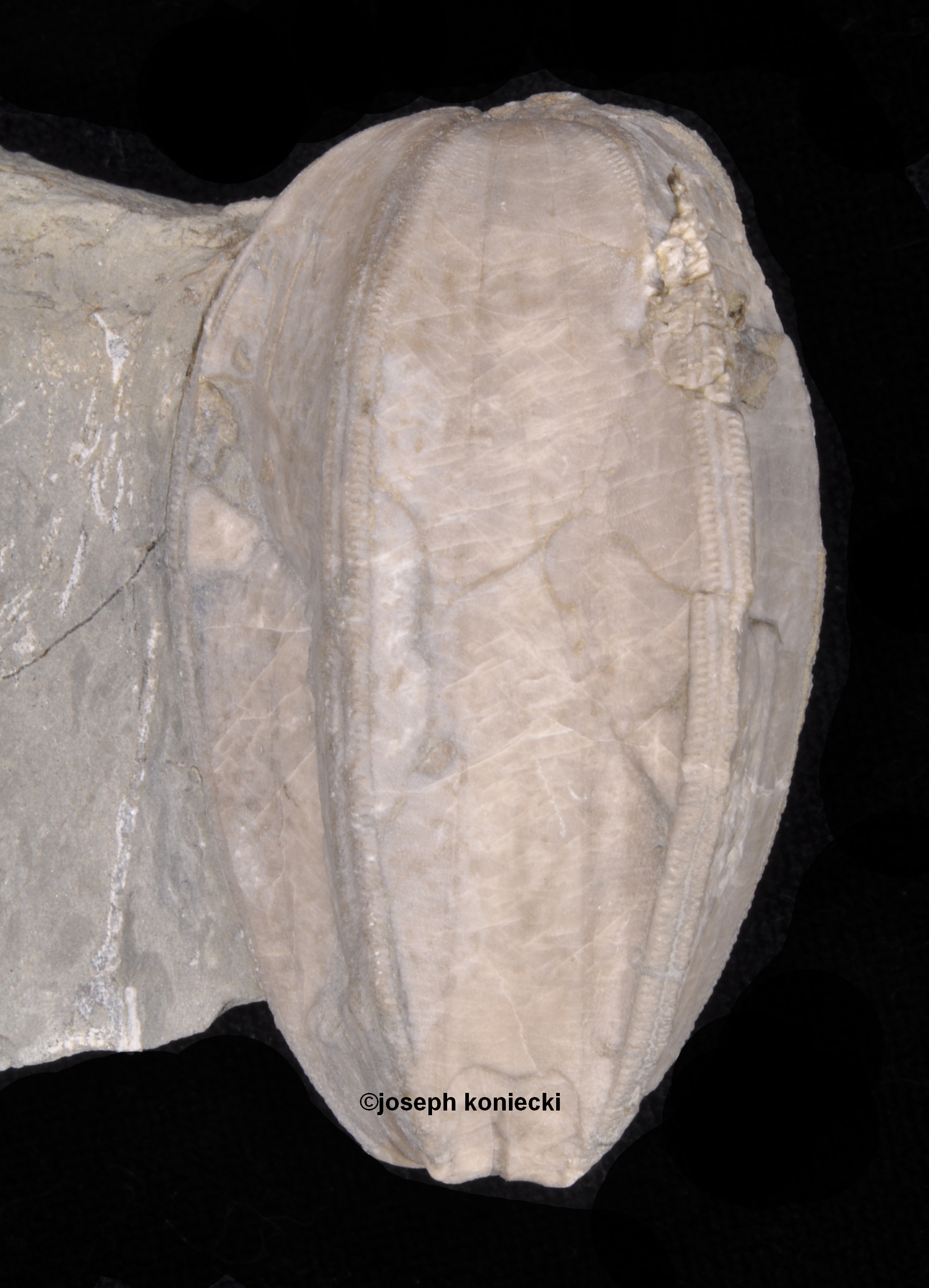 Placoblastus