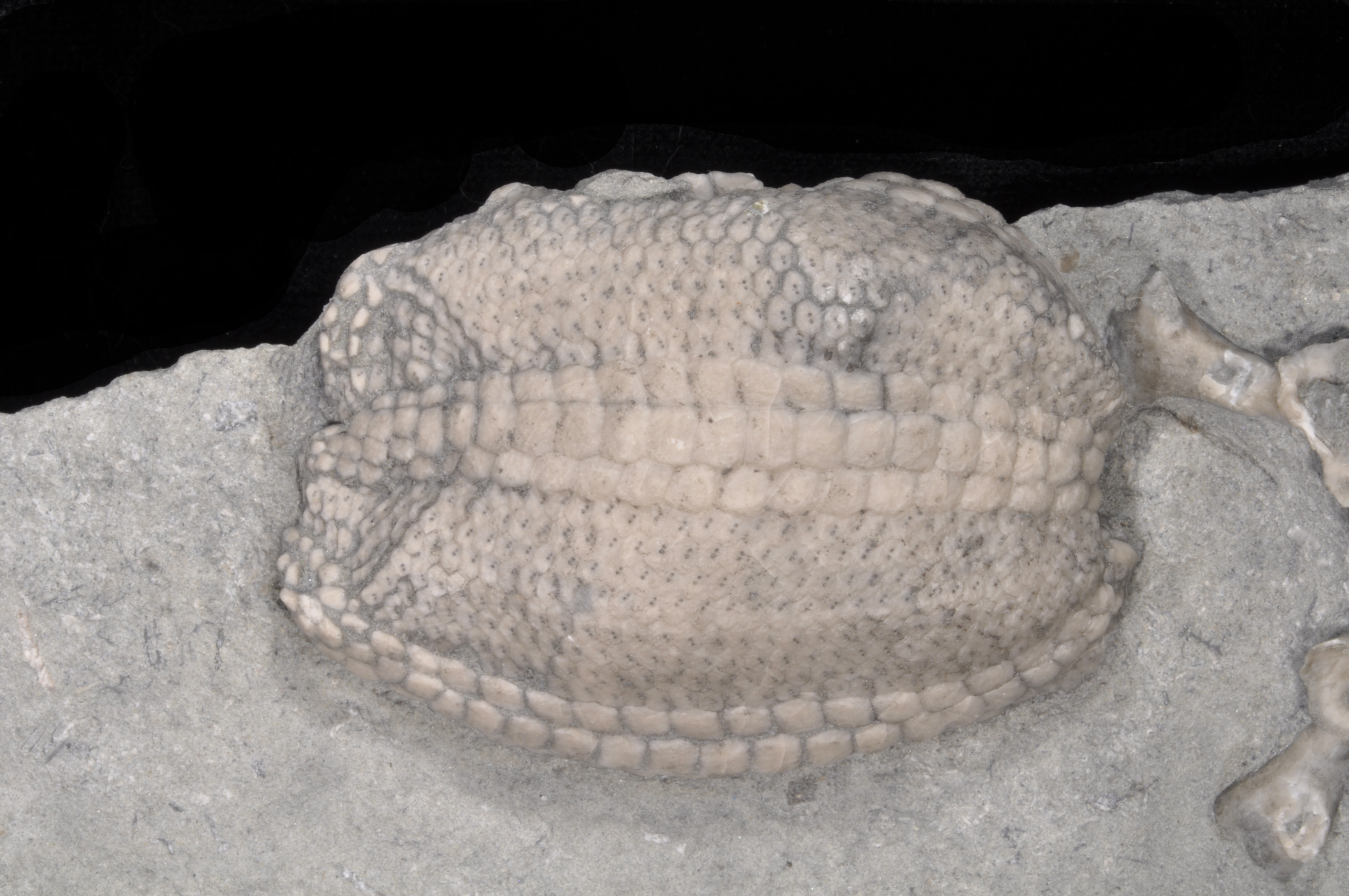 Lepidesthes