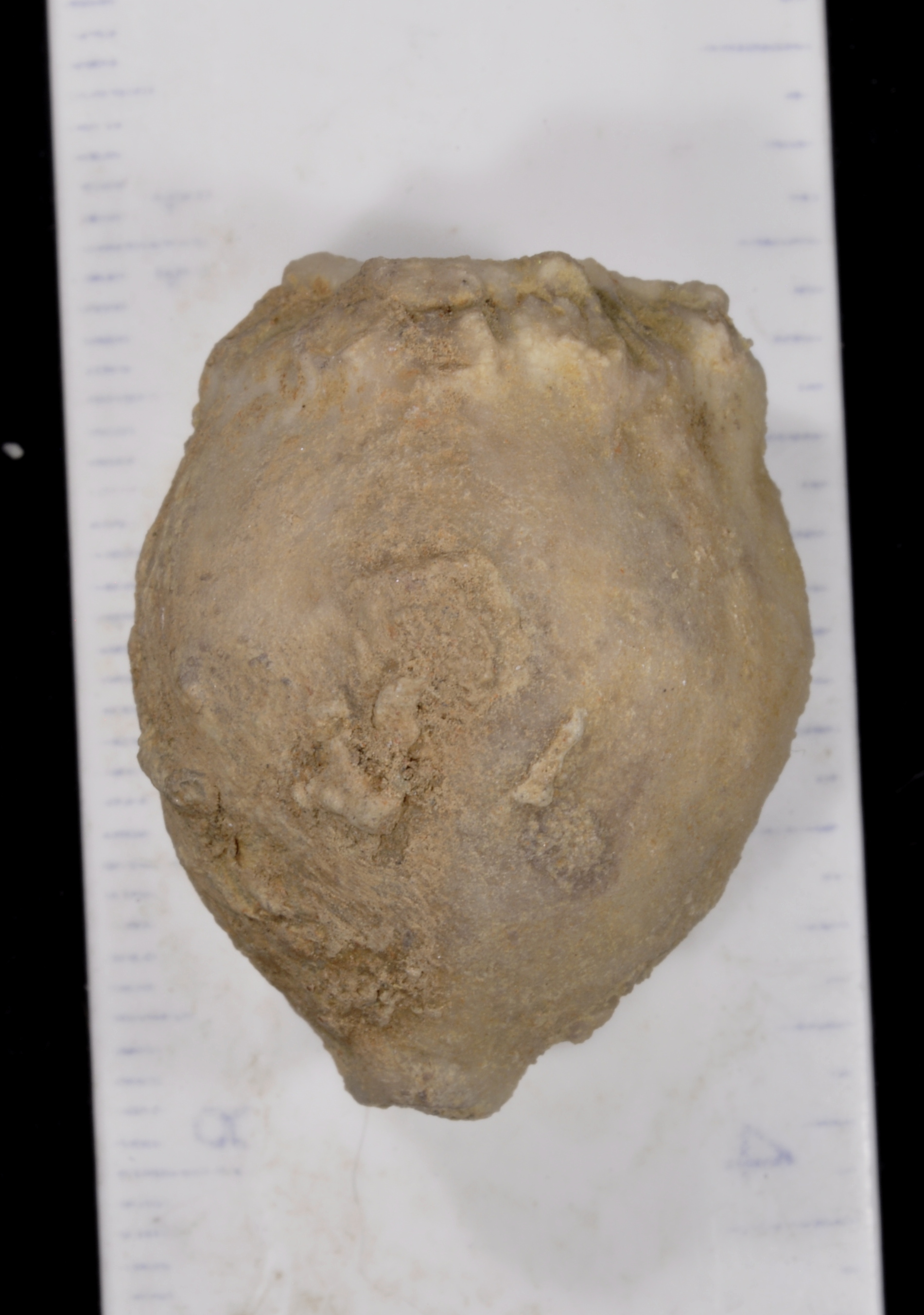 Caryocrinites