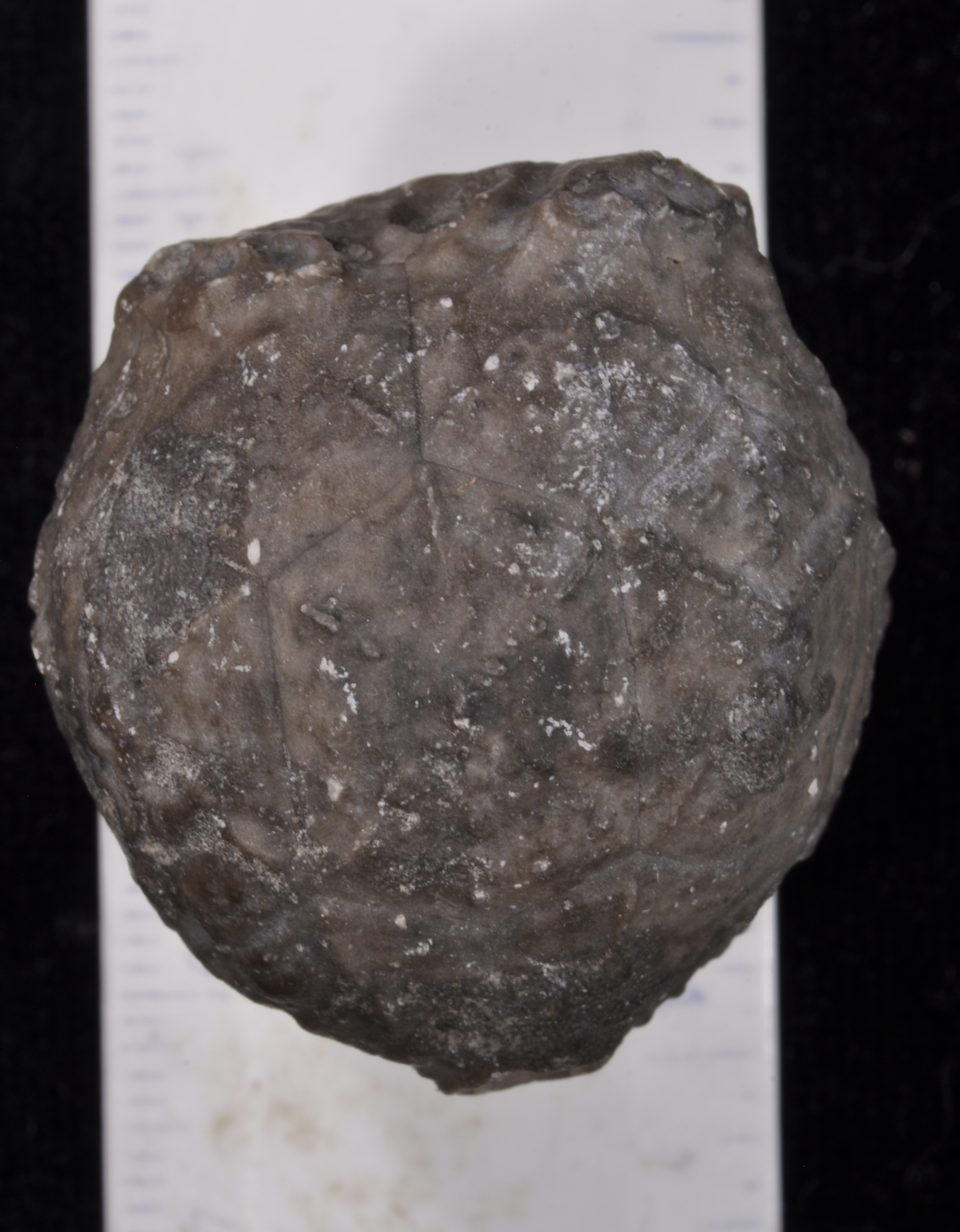 Caryocrinites