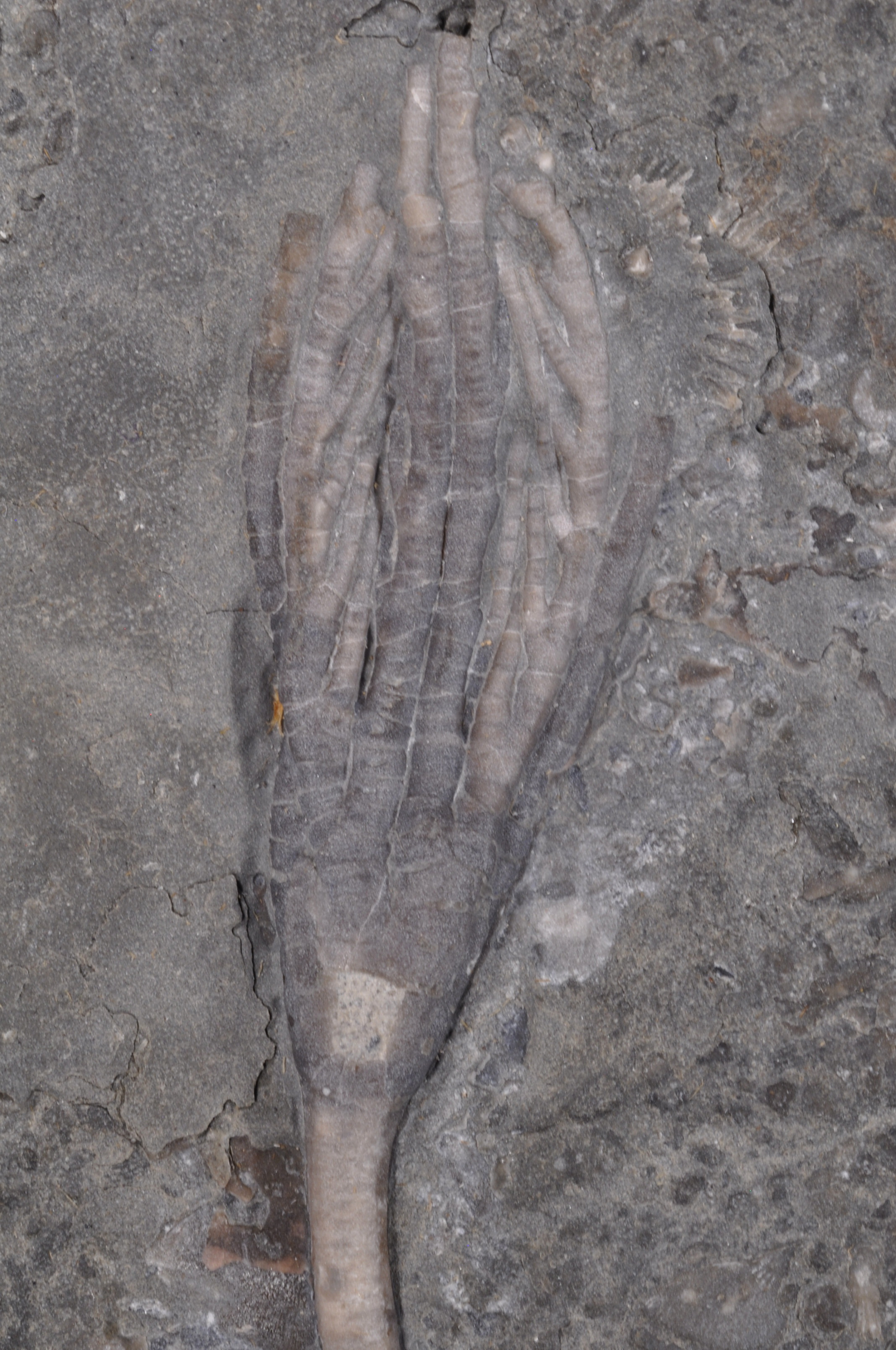 Daedalocrinus