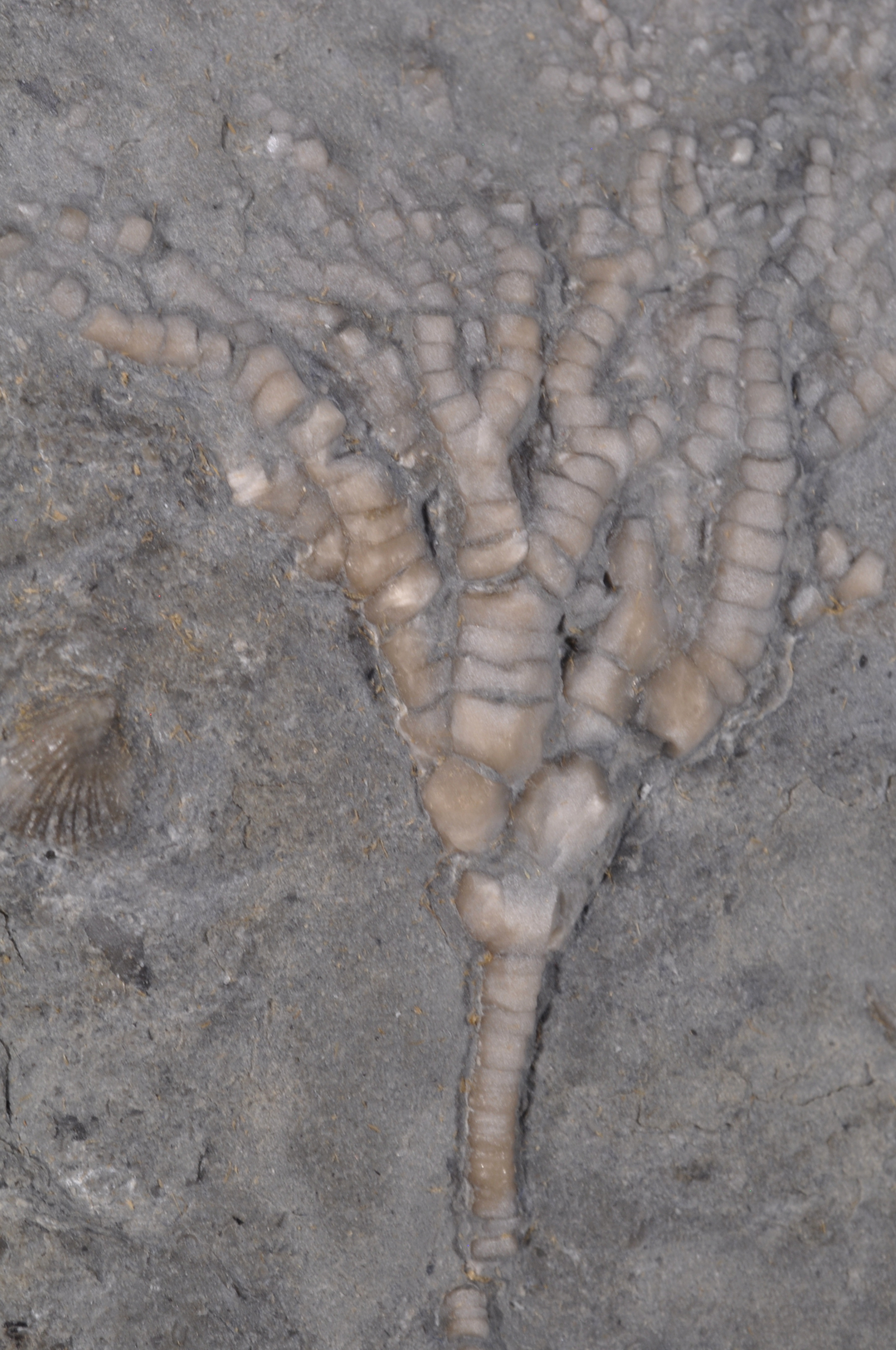 Cupulocrinus