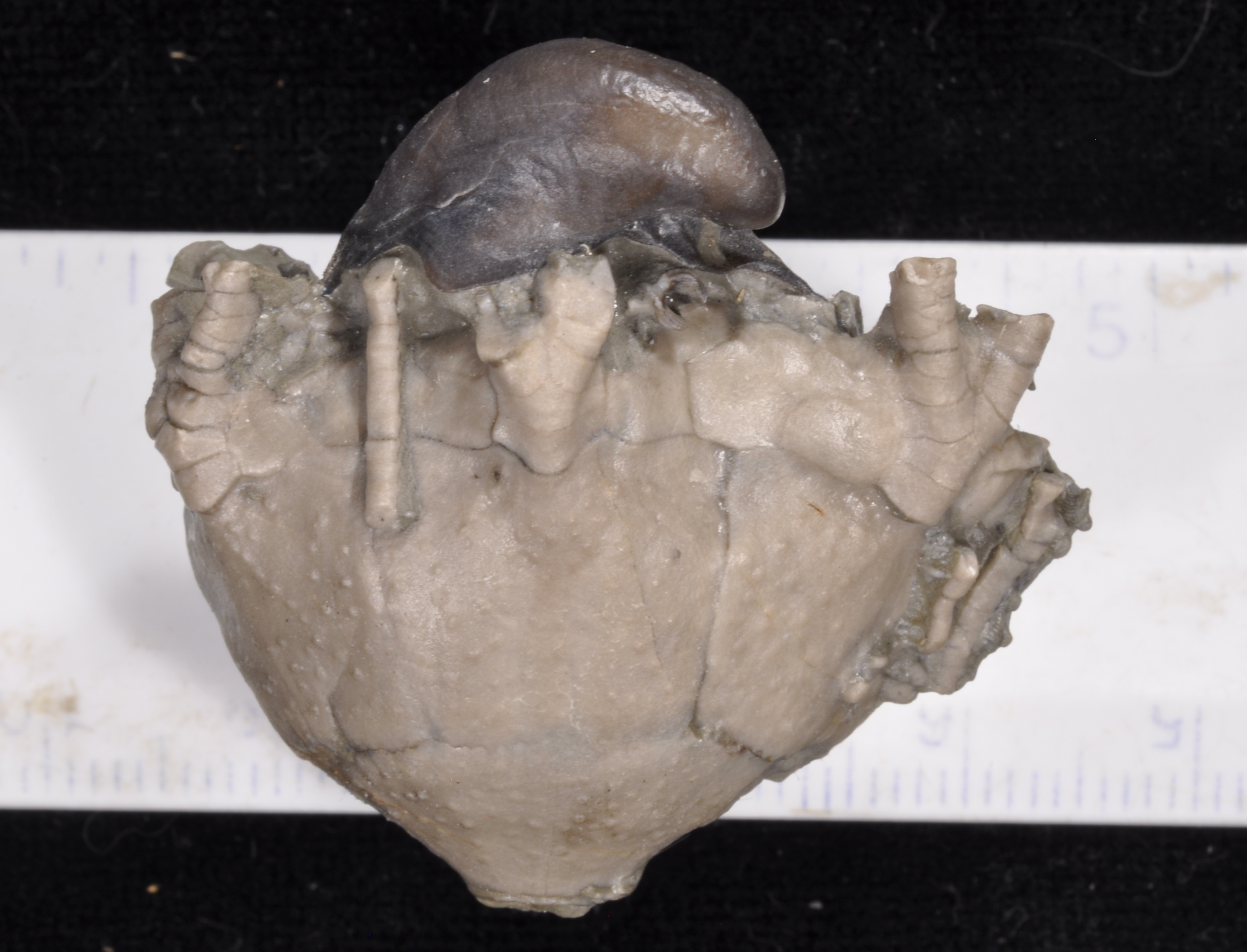 Arthroacantha