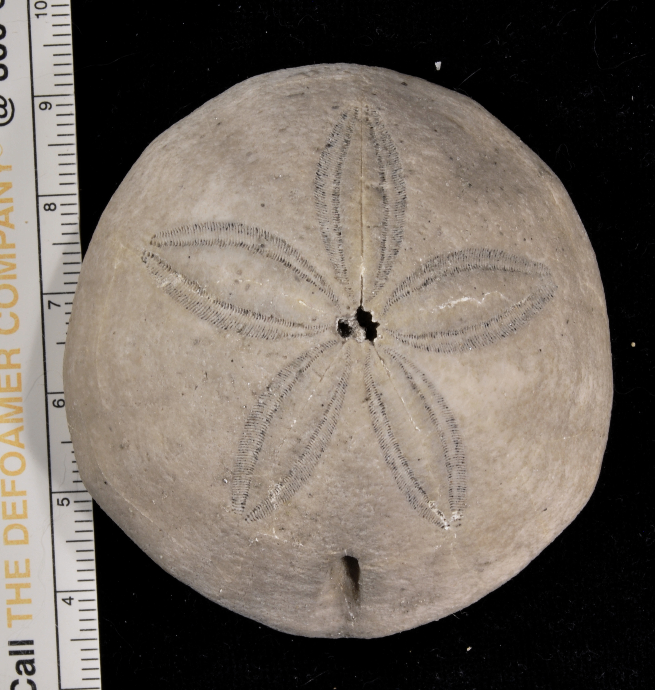 Hardouinia