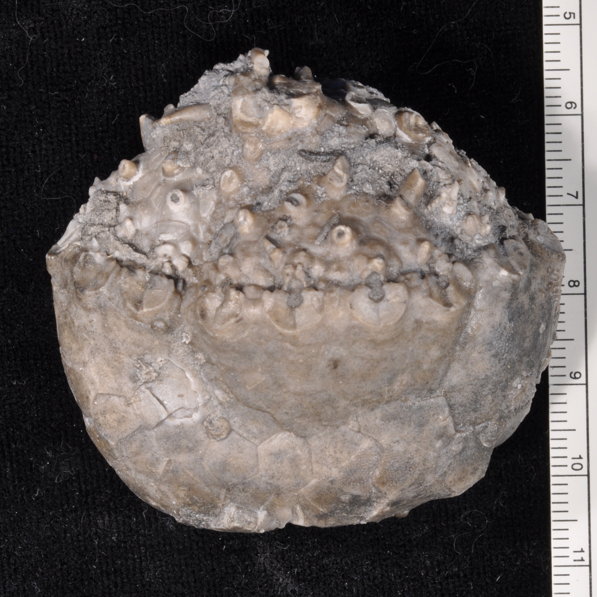 Megistocrinus