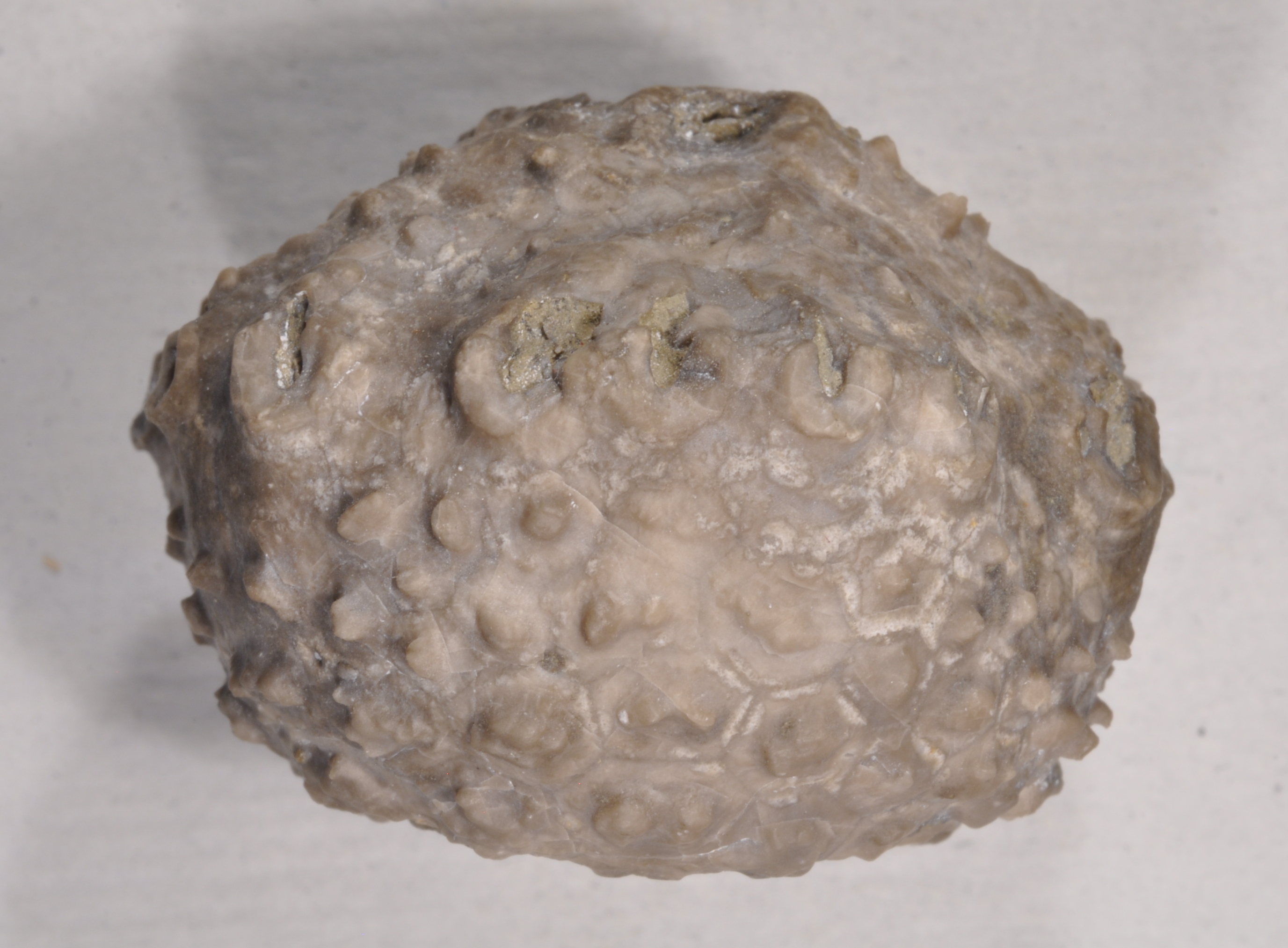 Megistocrinus