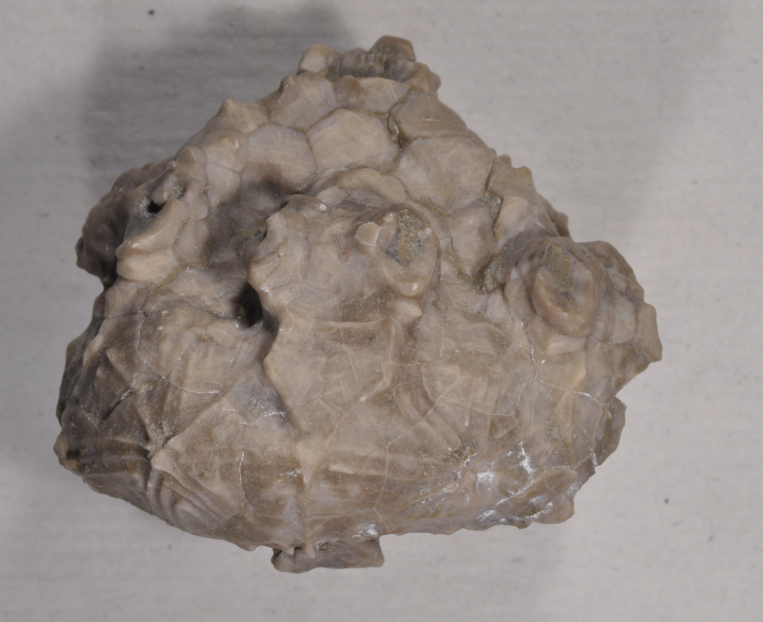Dolatocrinus