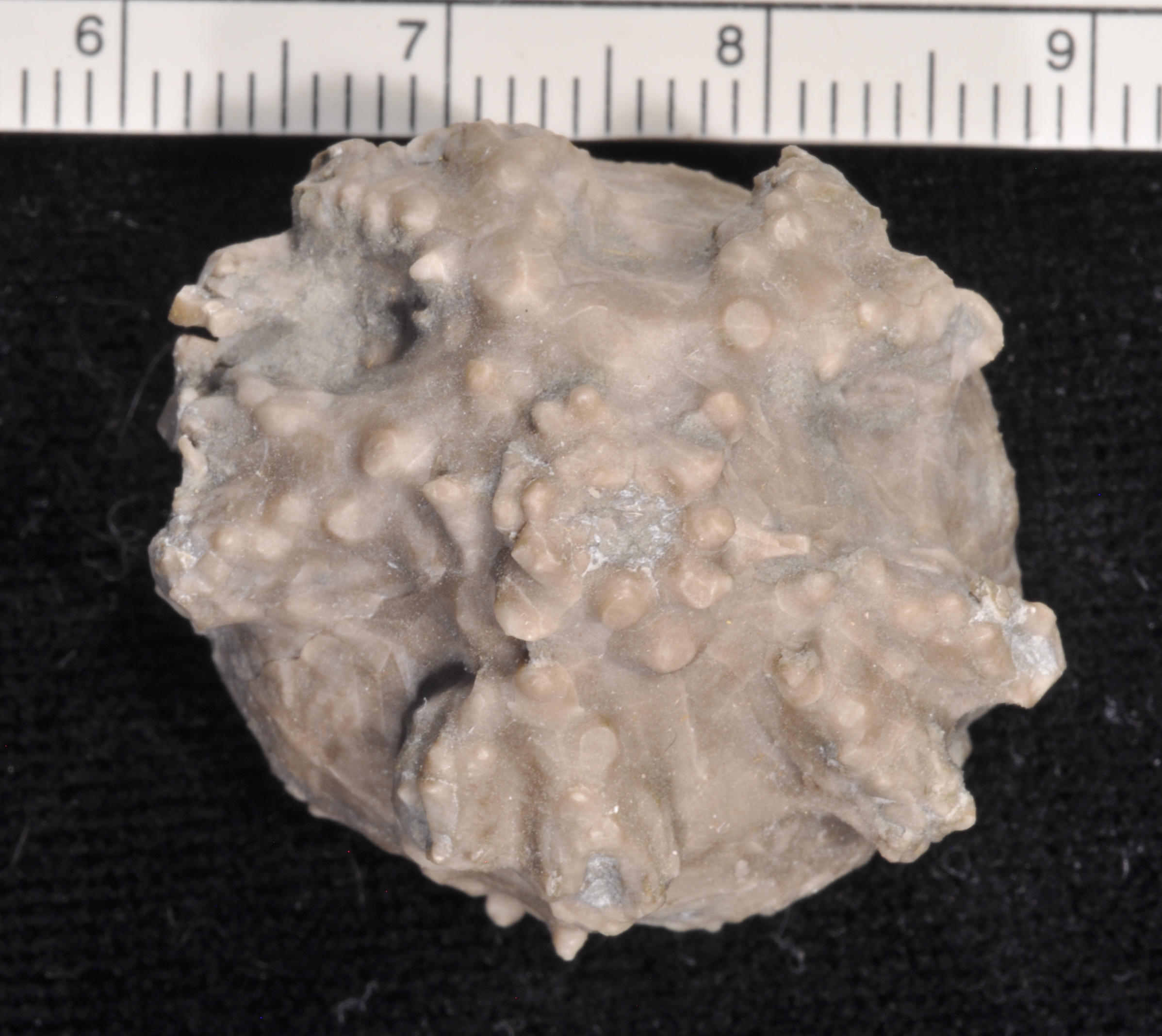 Dolatocrinus