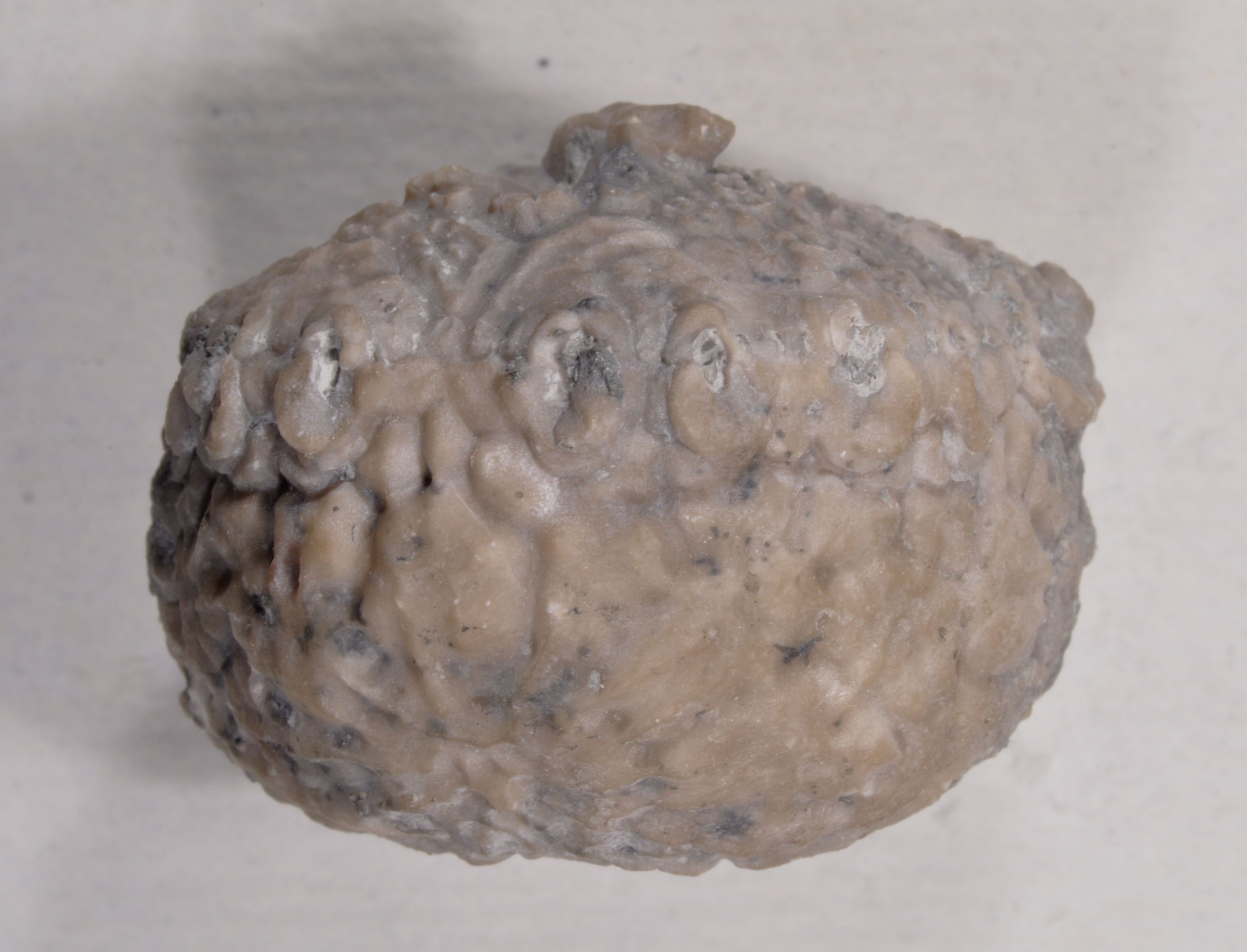 Dolatocrinus
