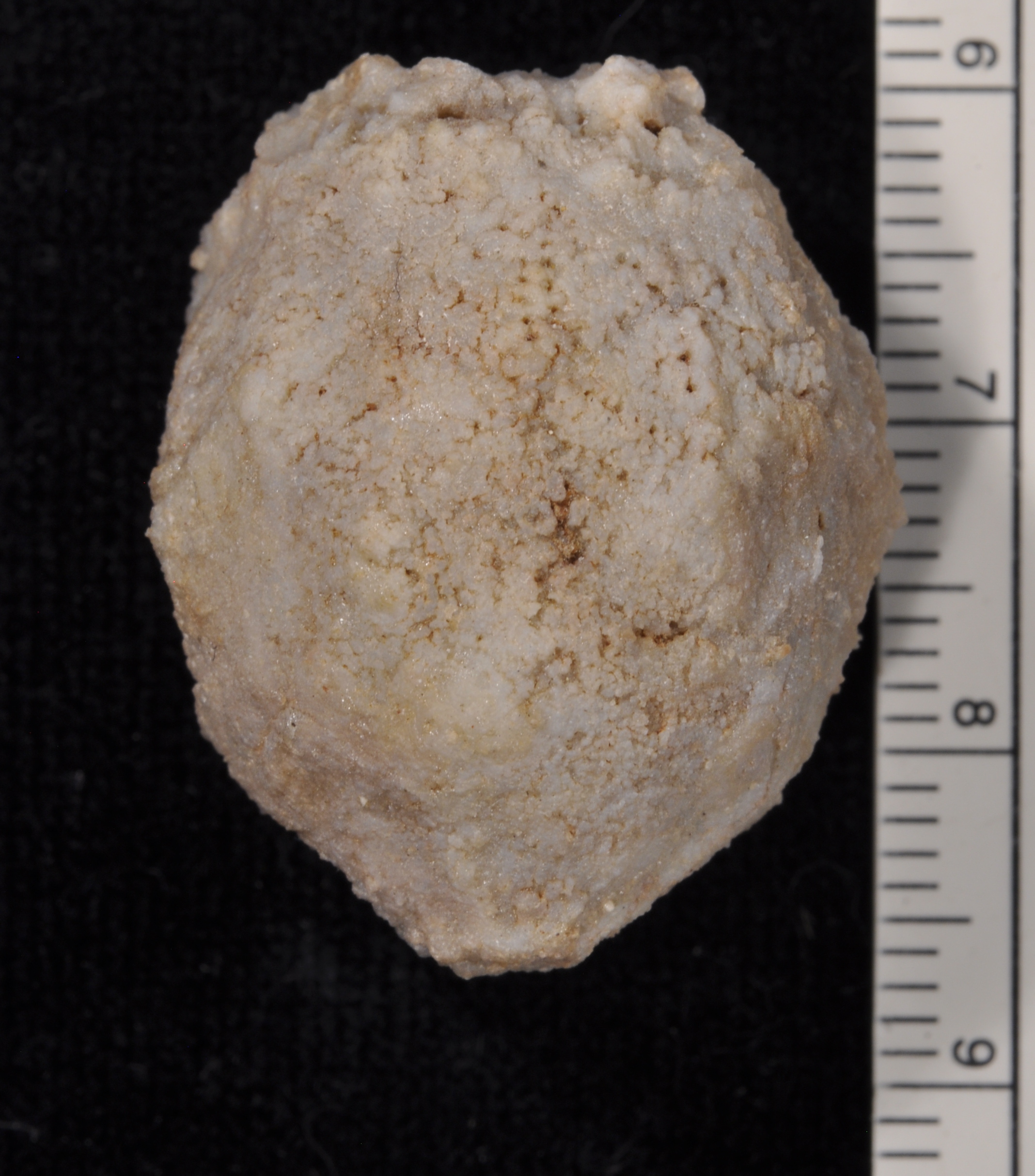 Caryocrinites