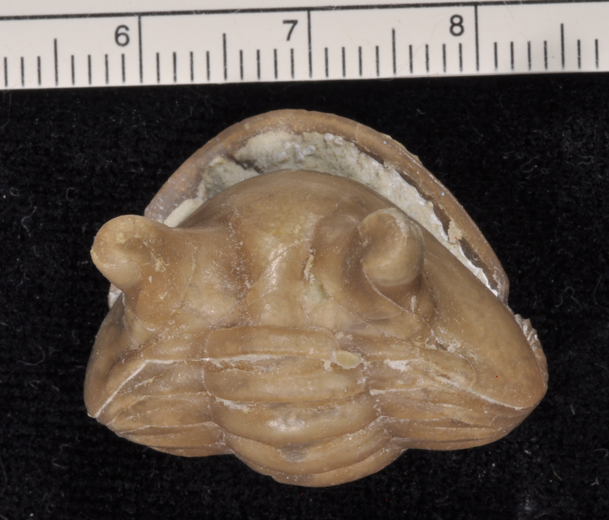 Asaphus