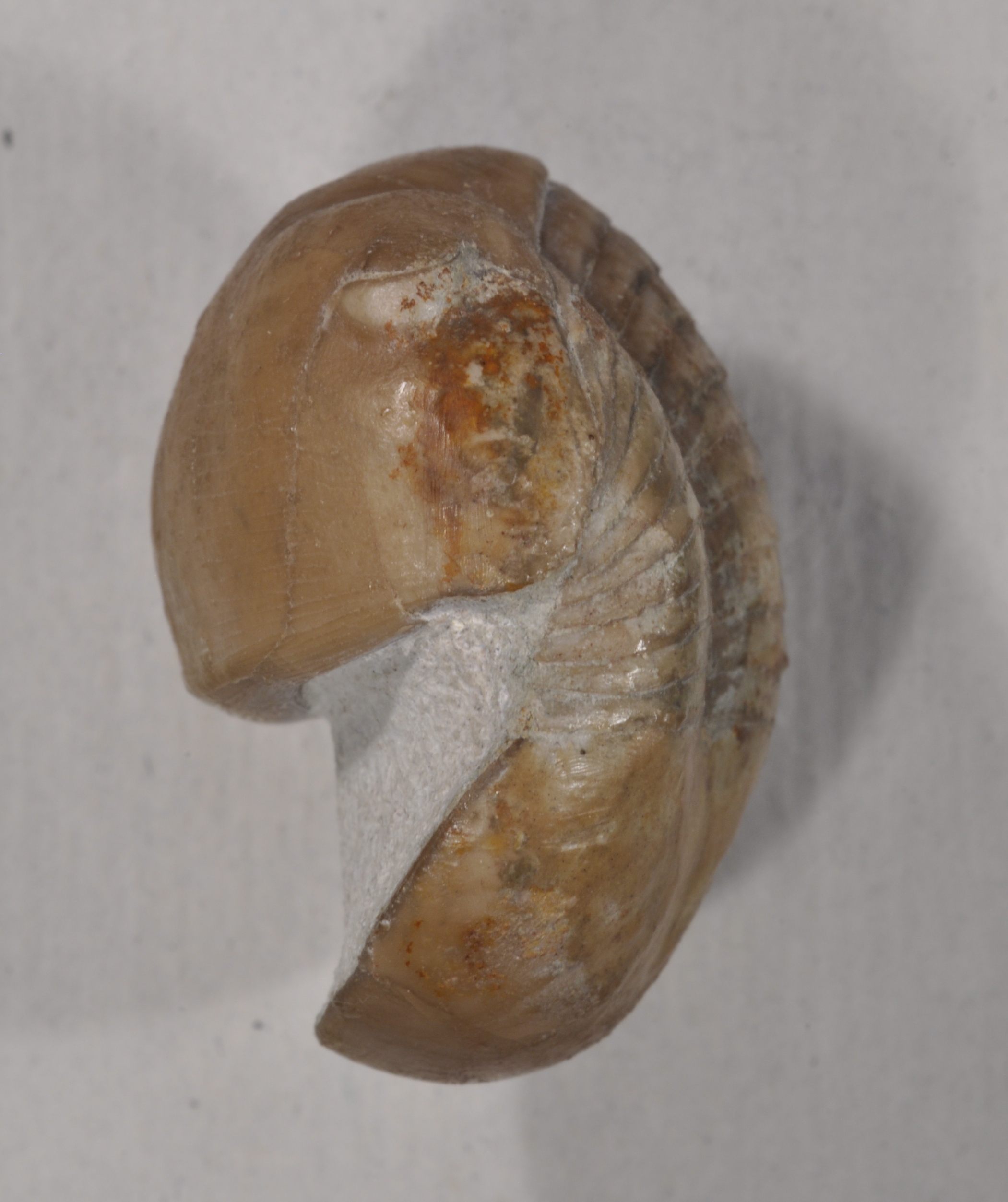 Illaenus