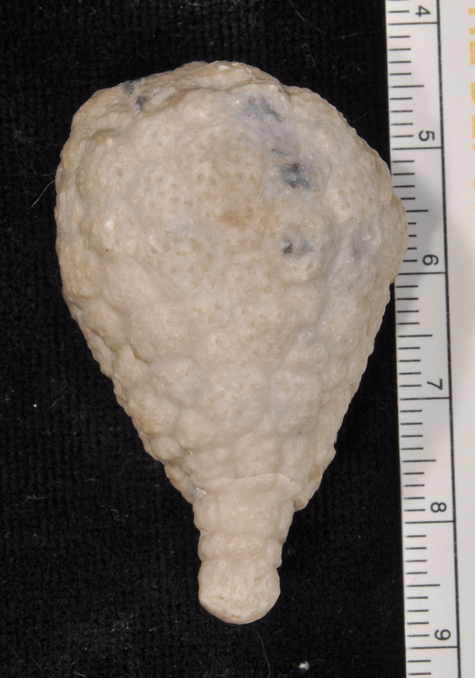 Holocystites