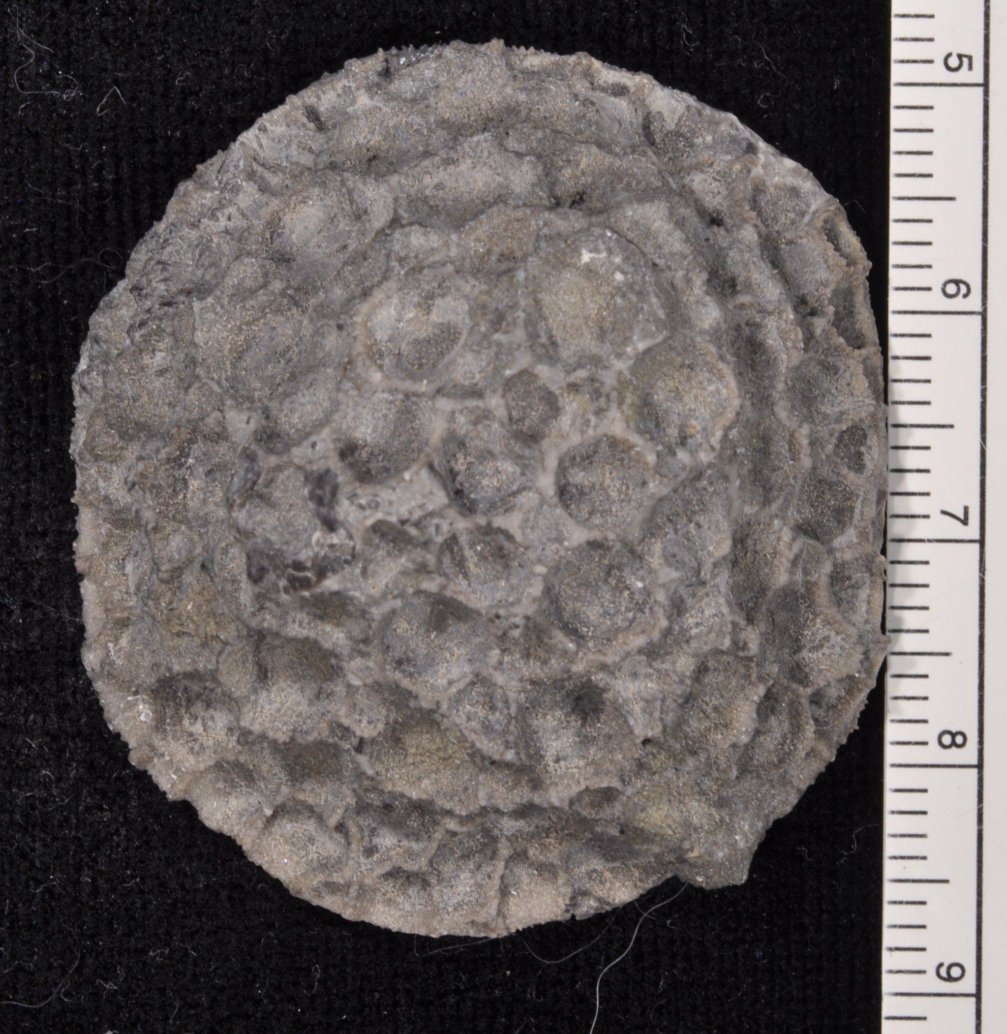 Pleurodictyum