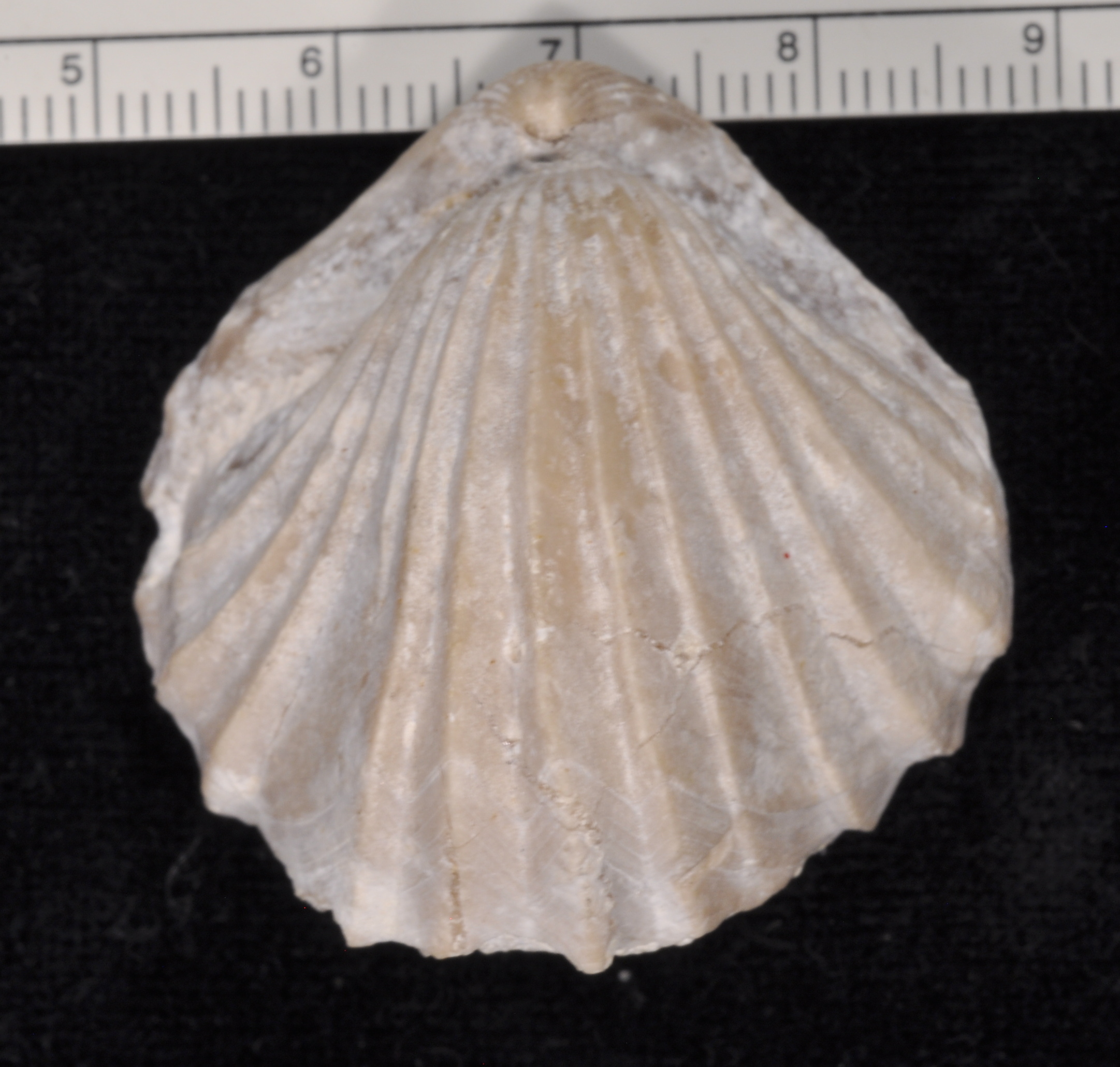 Rhynchonella