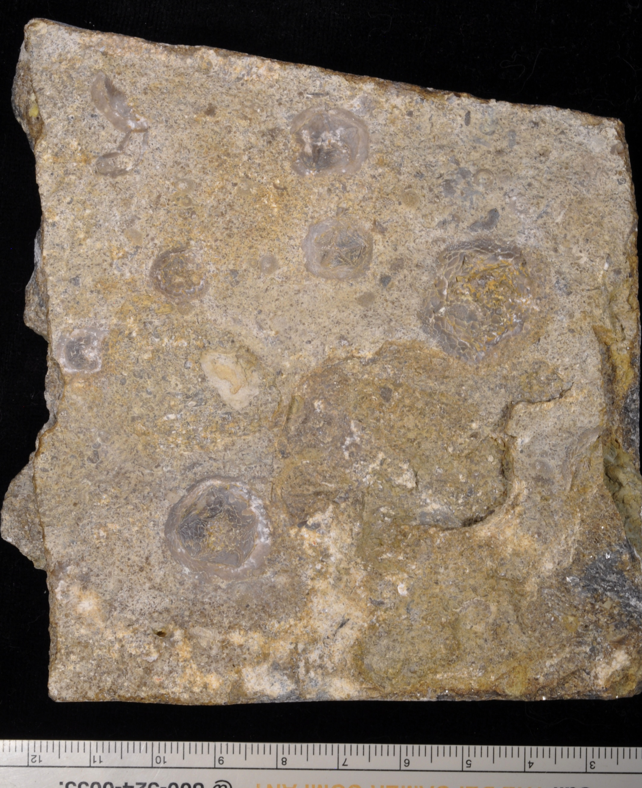 Isorophusella