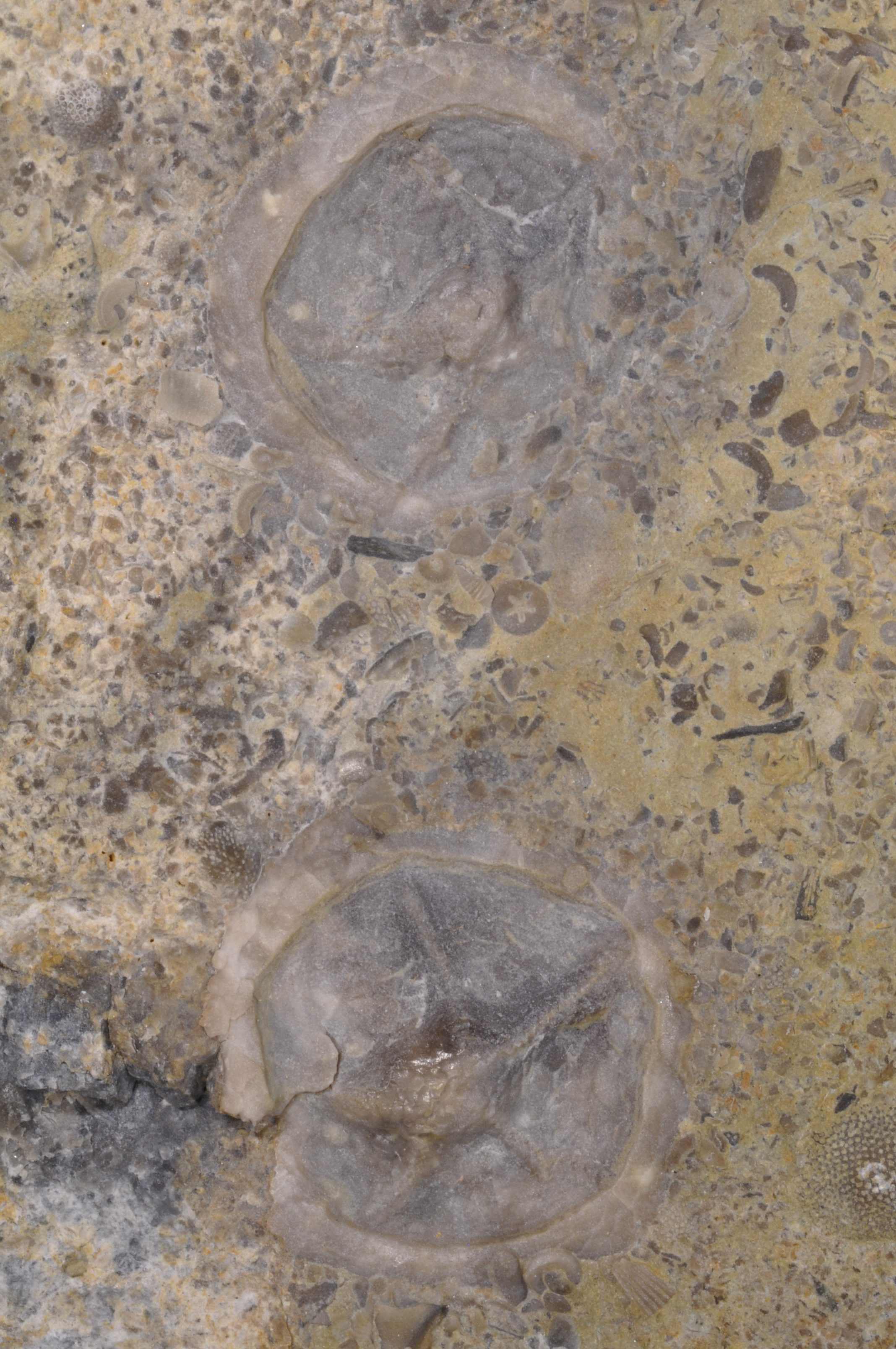 Isorophusella