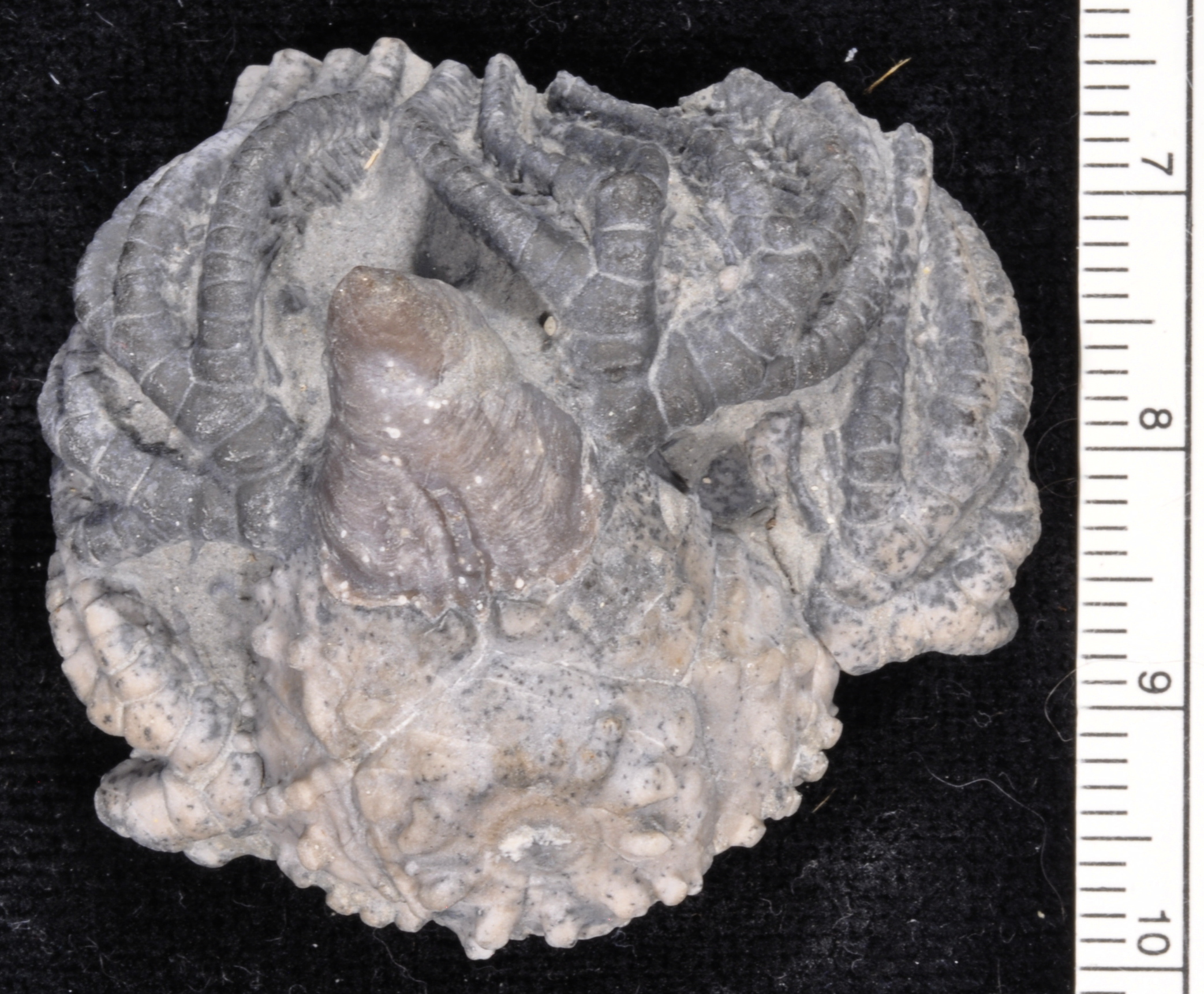 Elegantocrinus