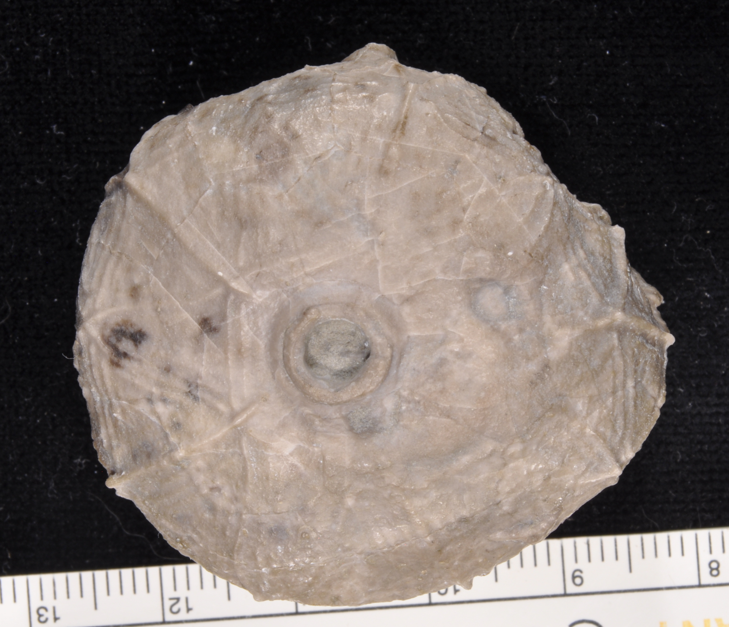Dolatocrinus