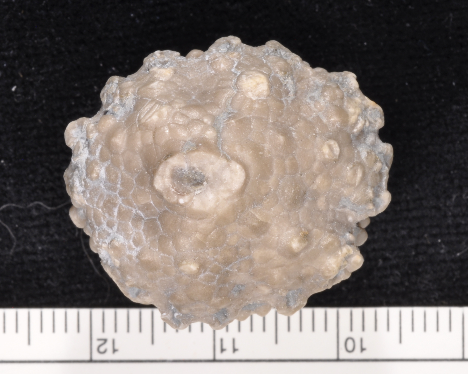 Megistocrinus