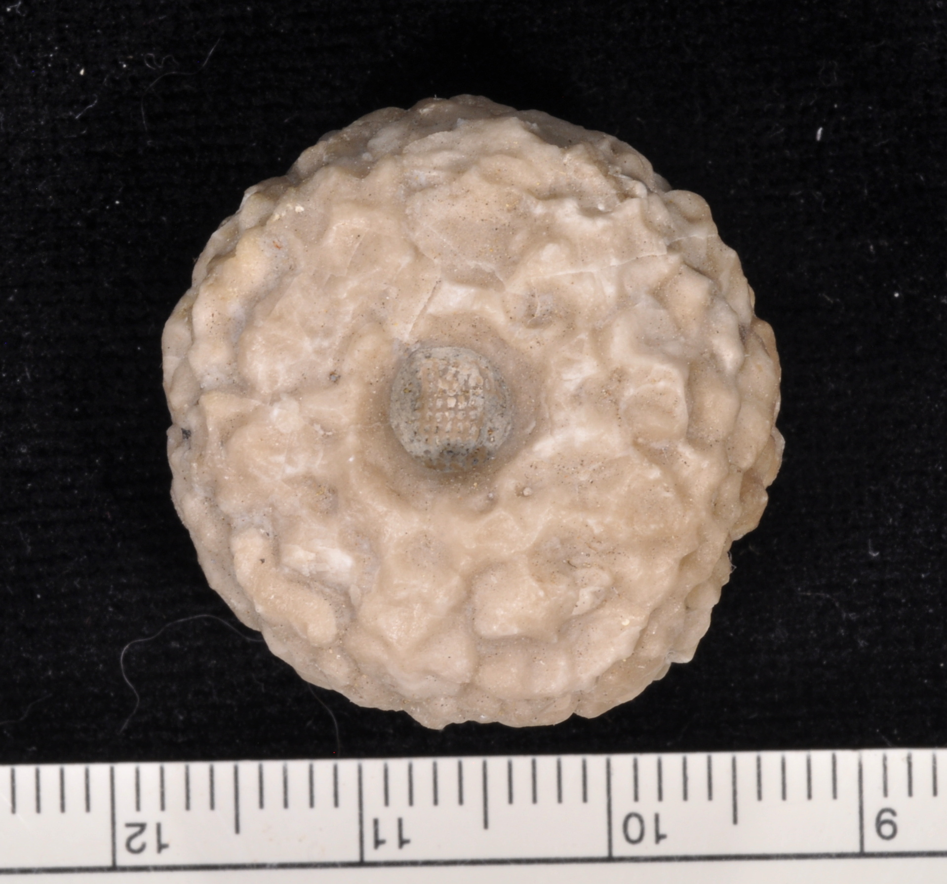 Dolatocrinus
