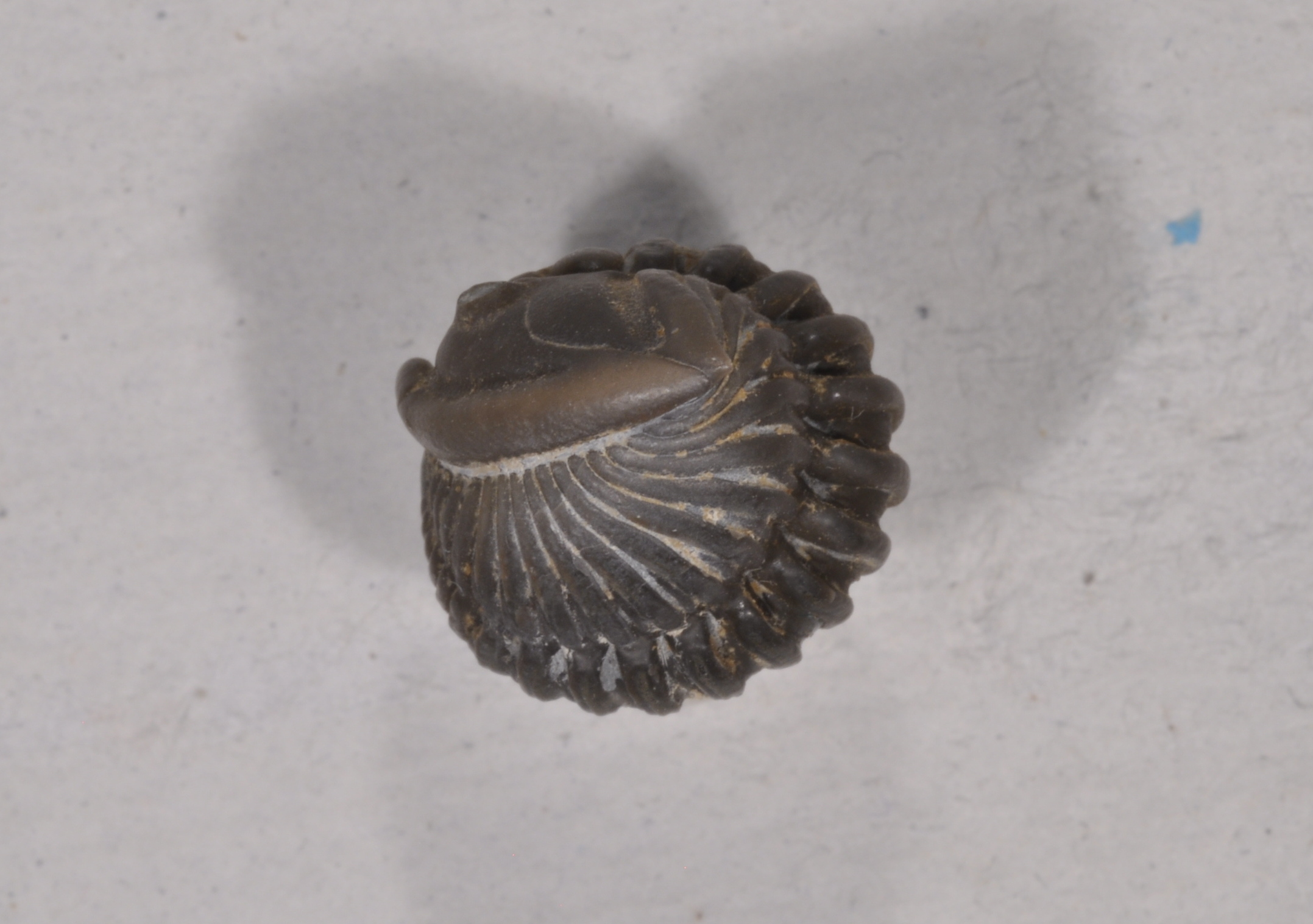 Flexicalymene