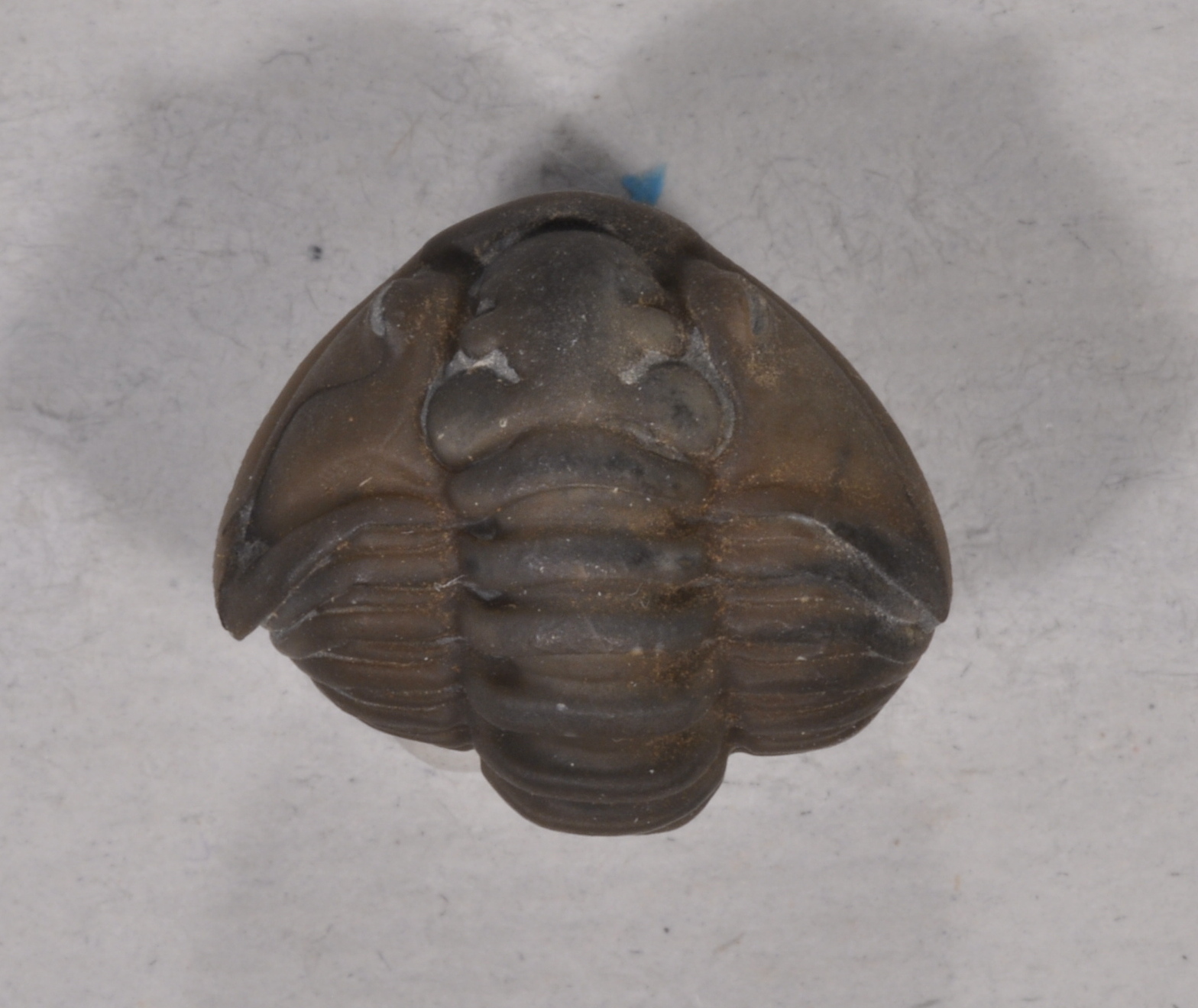 Flexicalymene