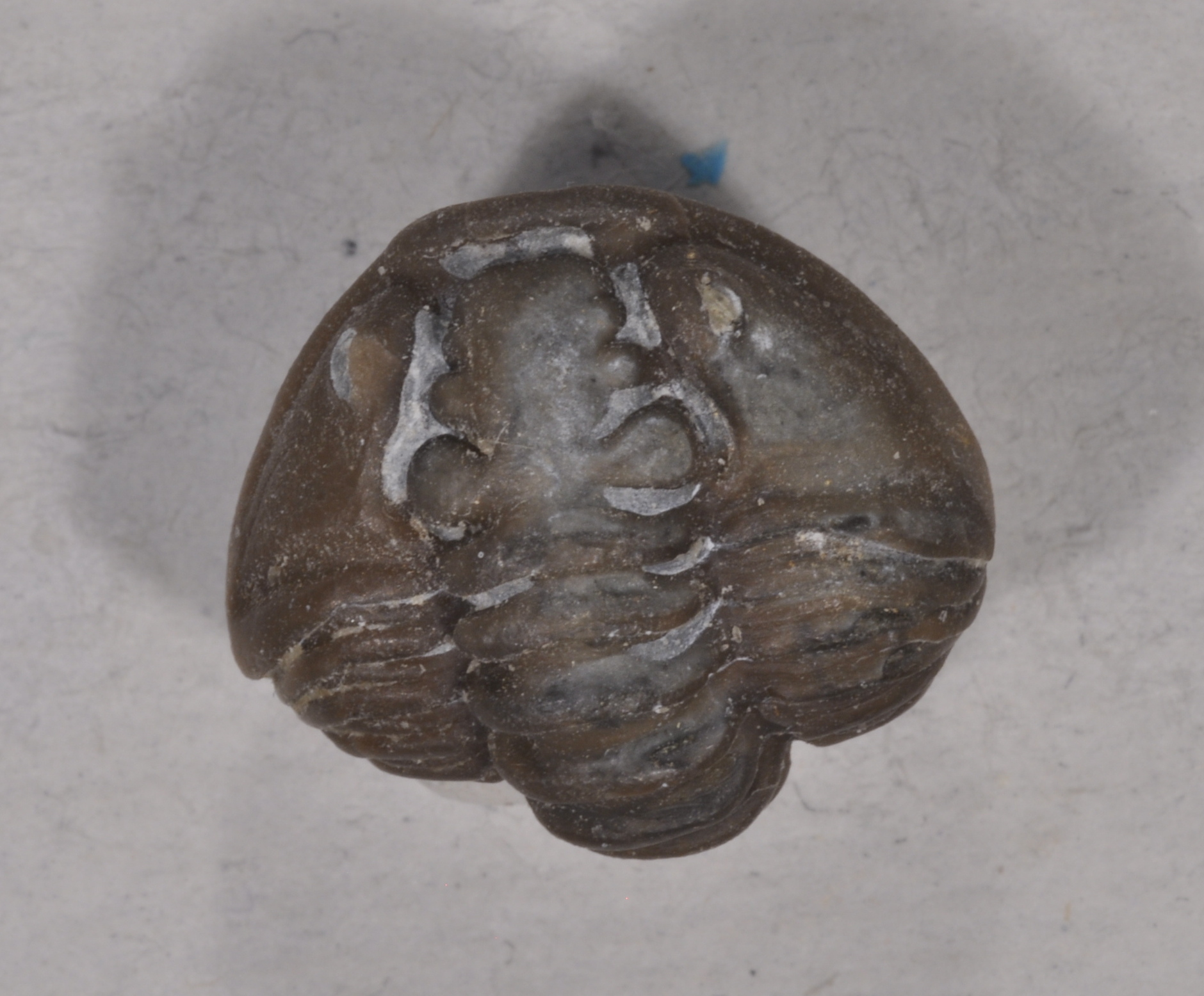Flexicalymene
