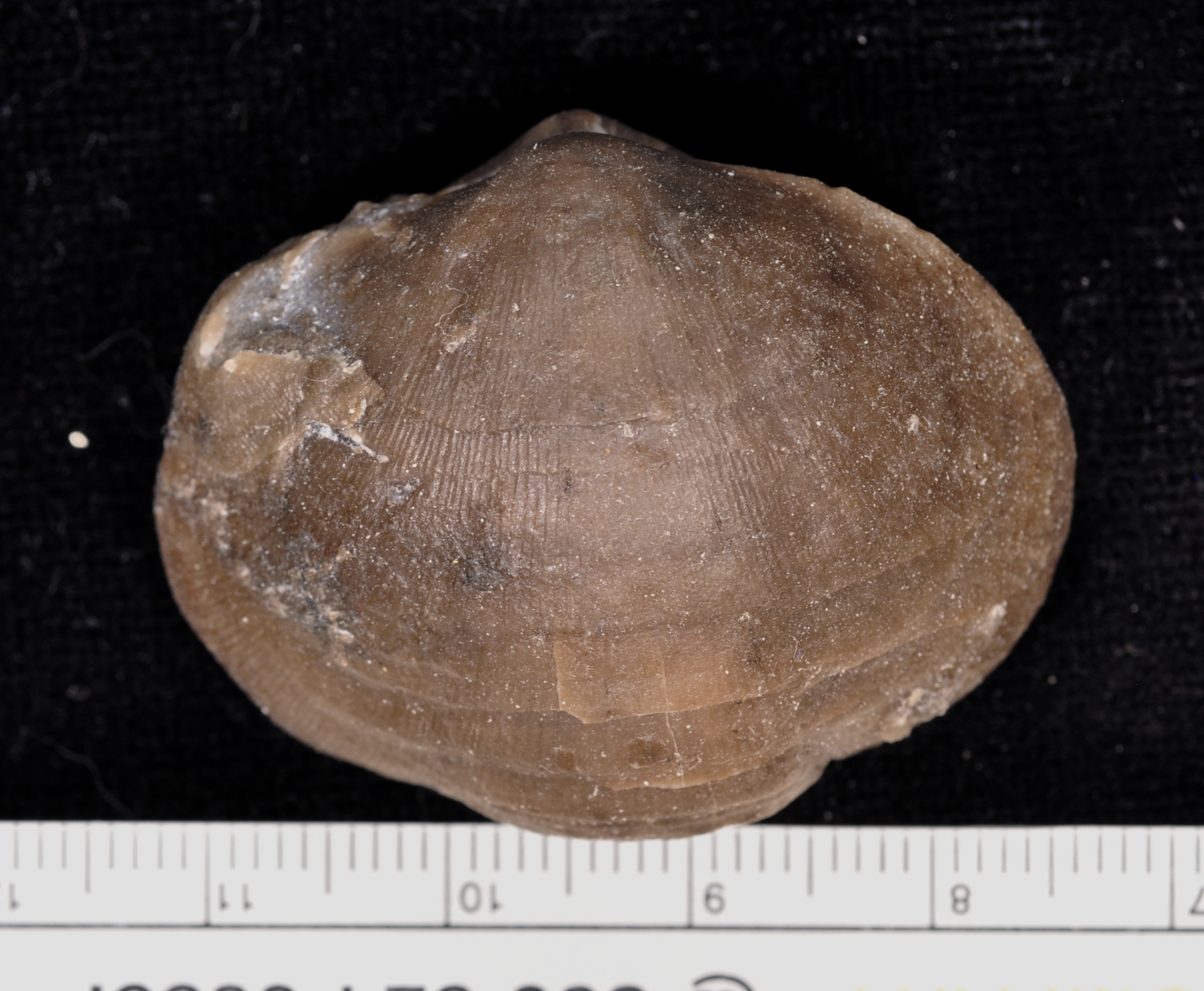 Schizophoria