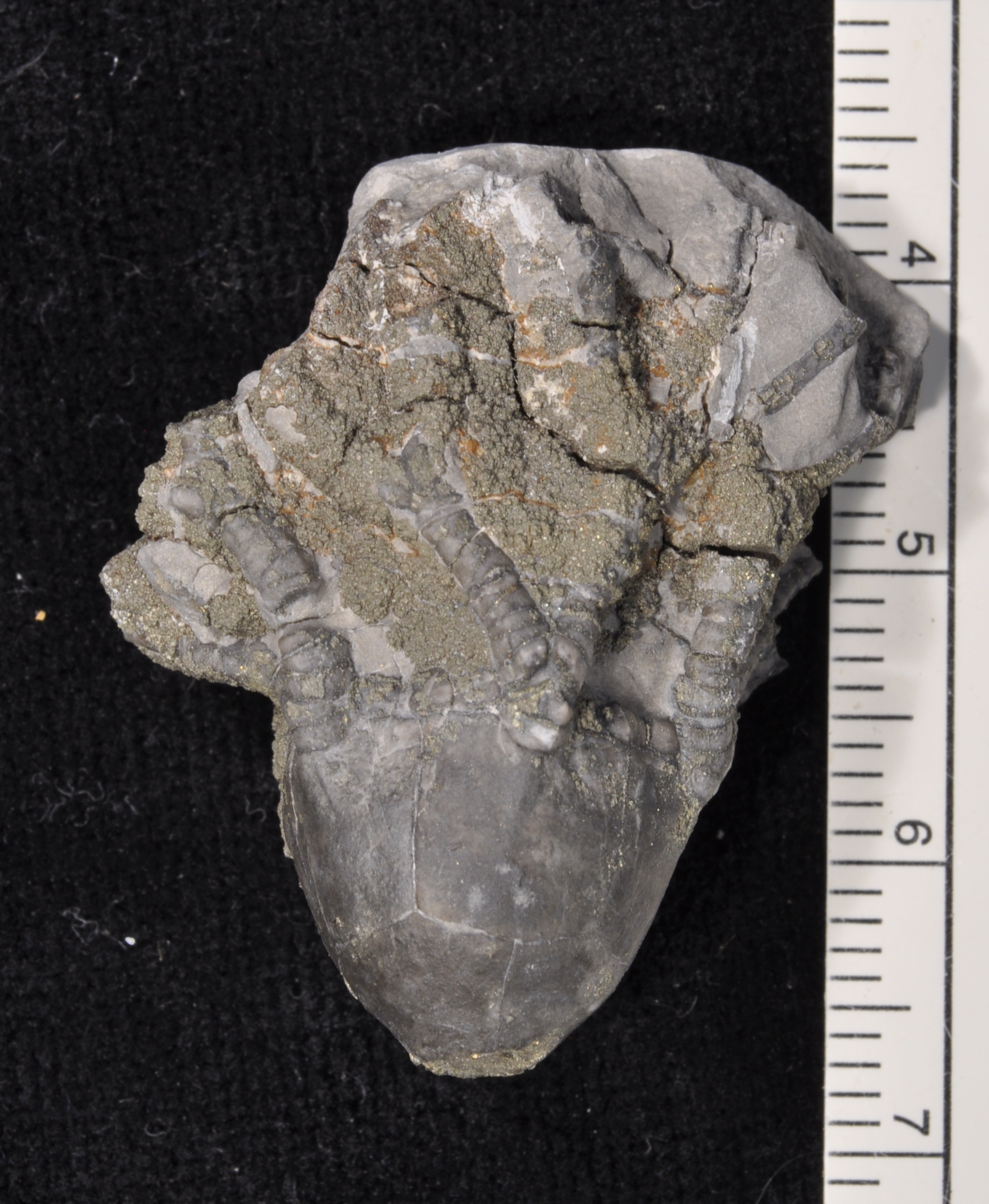 Arthroacantha