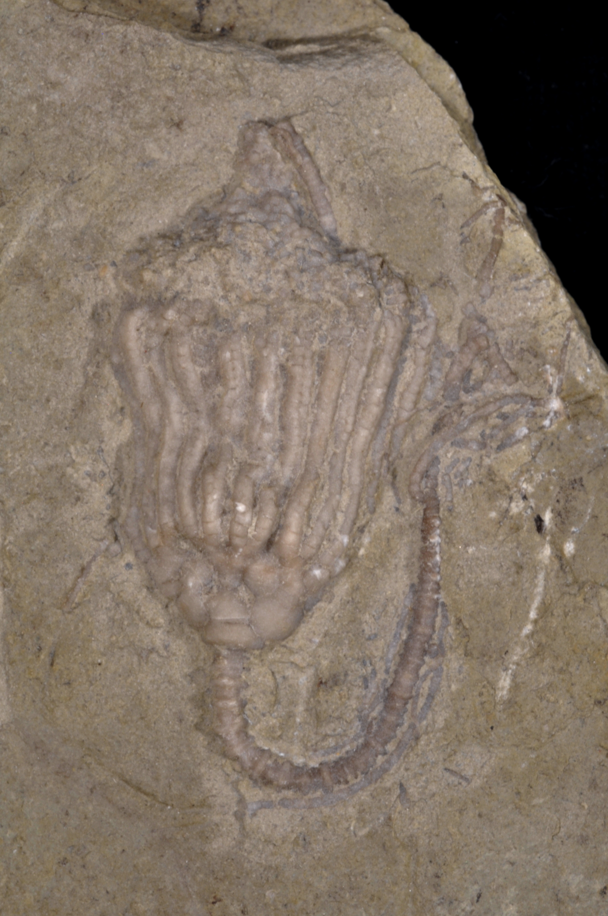 Eretomocrinus