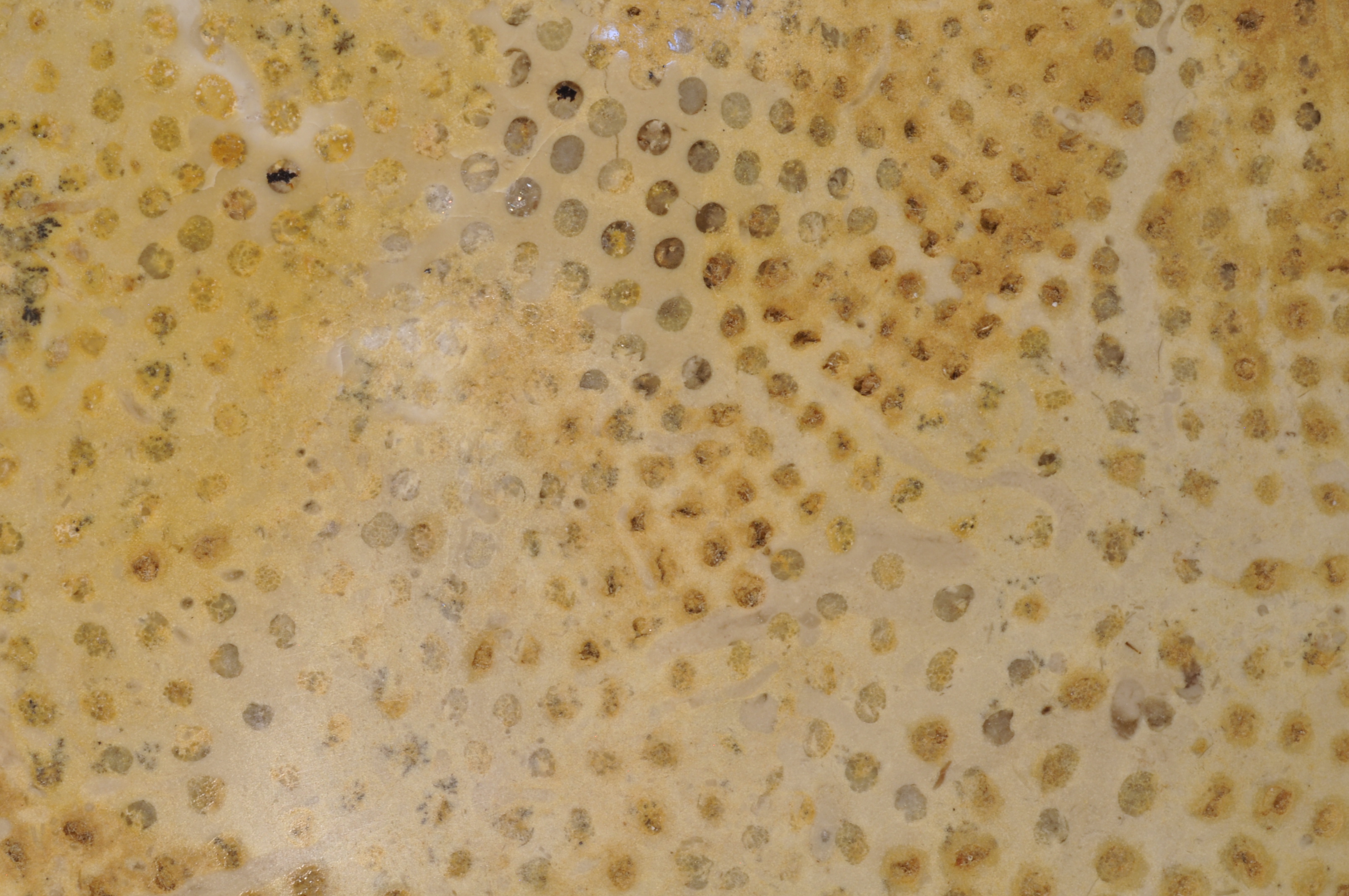 Receptaculites