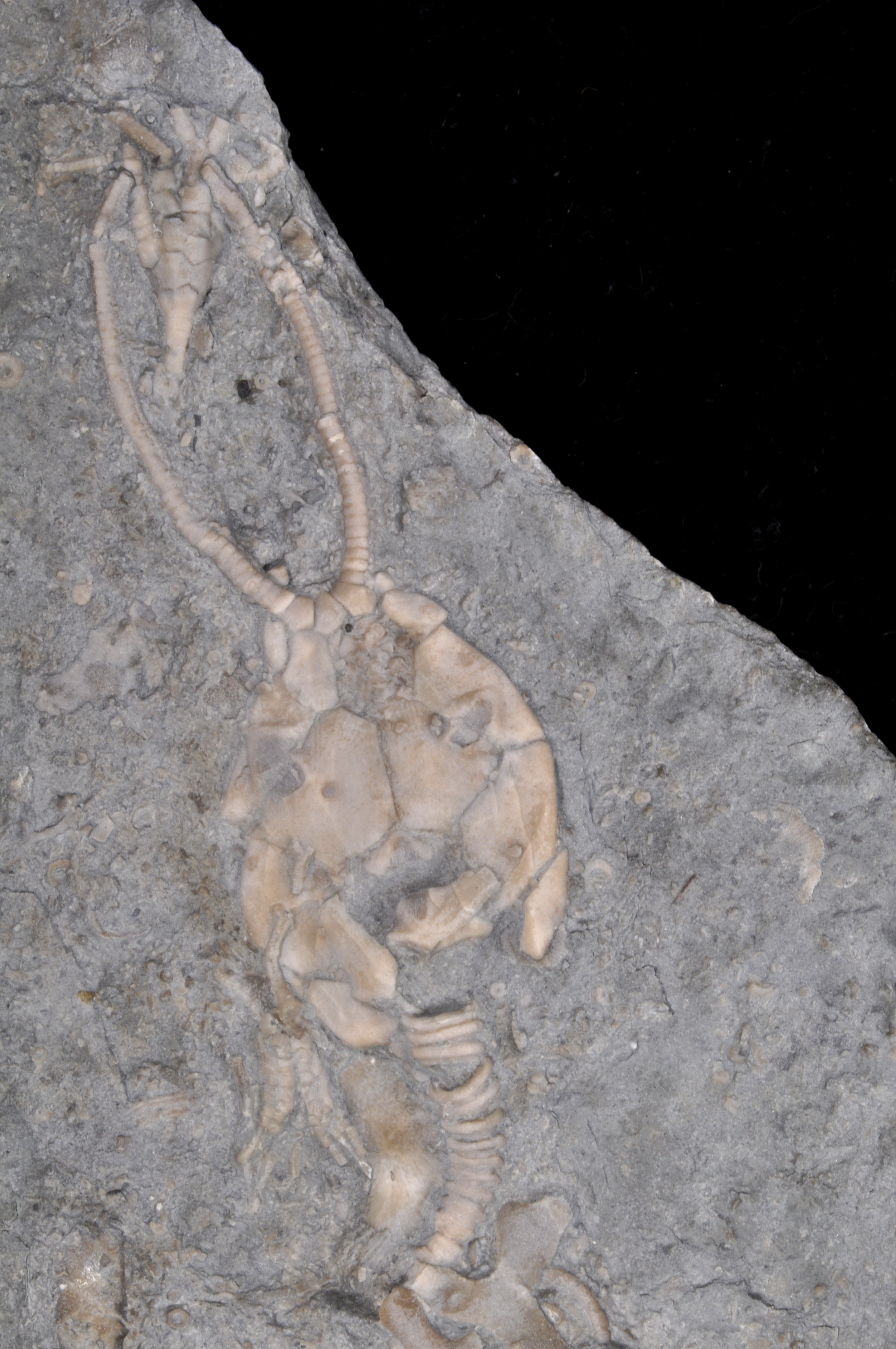 Pleurocystites