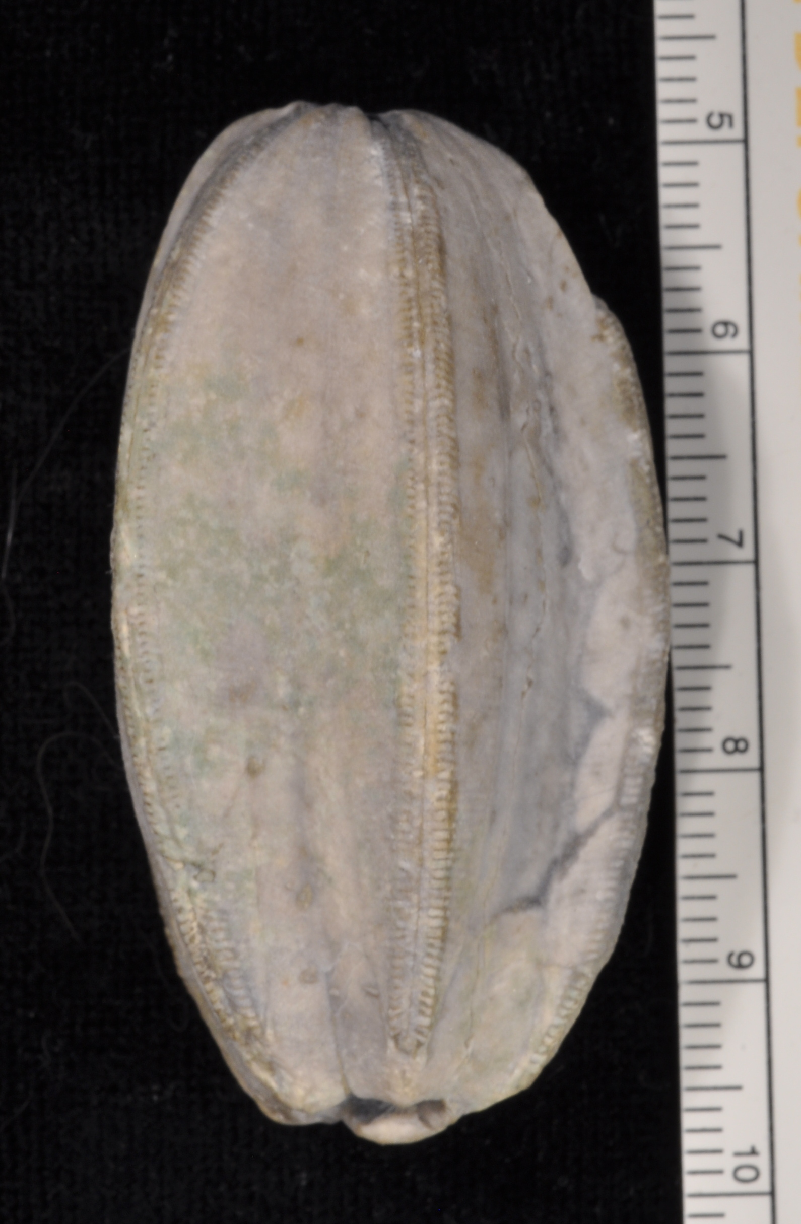 Placoblastus