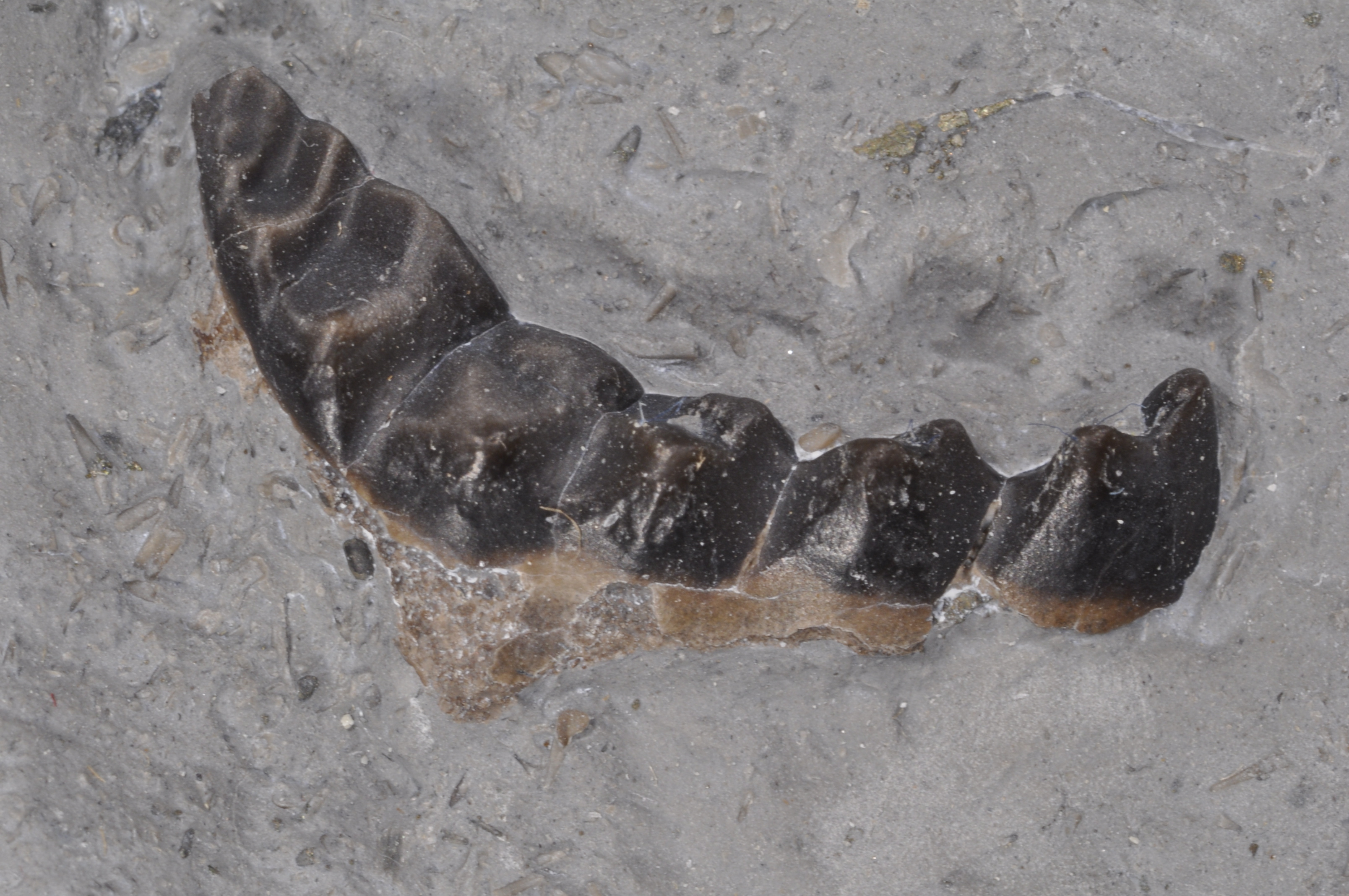 Phyllocarid mandibles