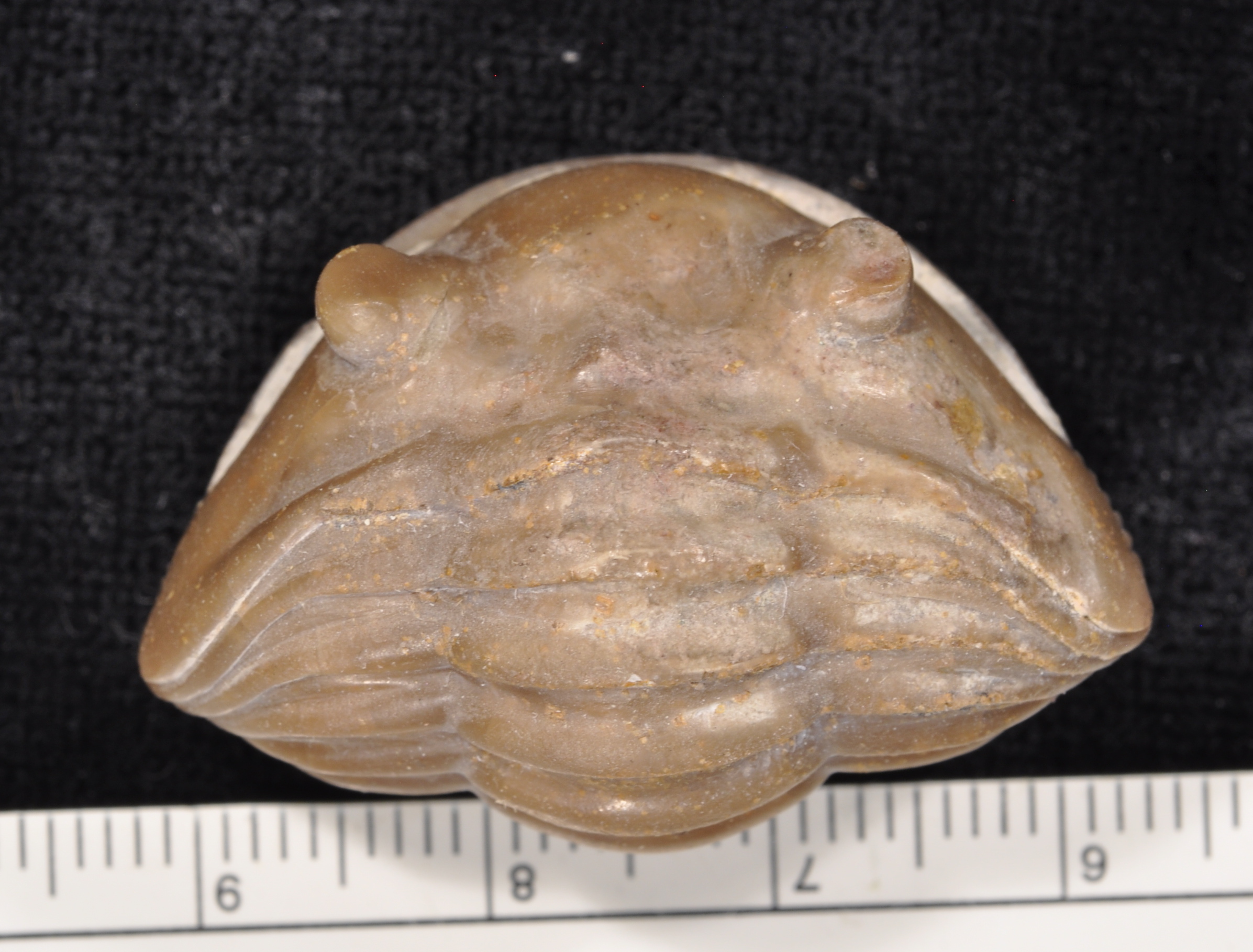 Asaphus