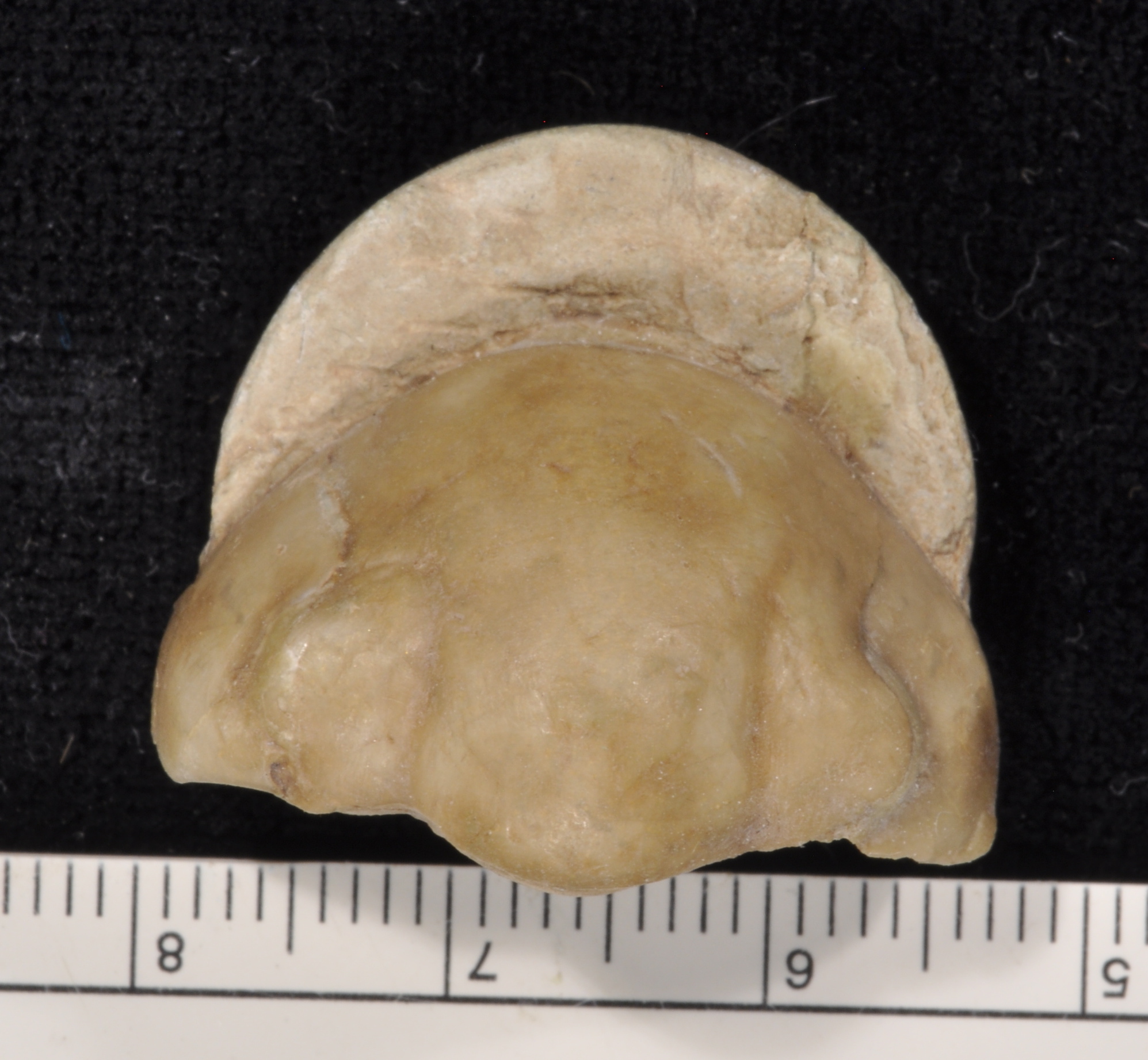 Illaenus