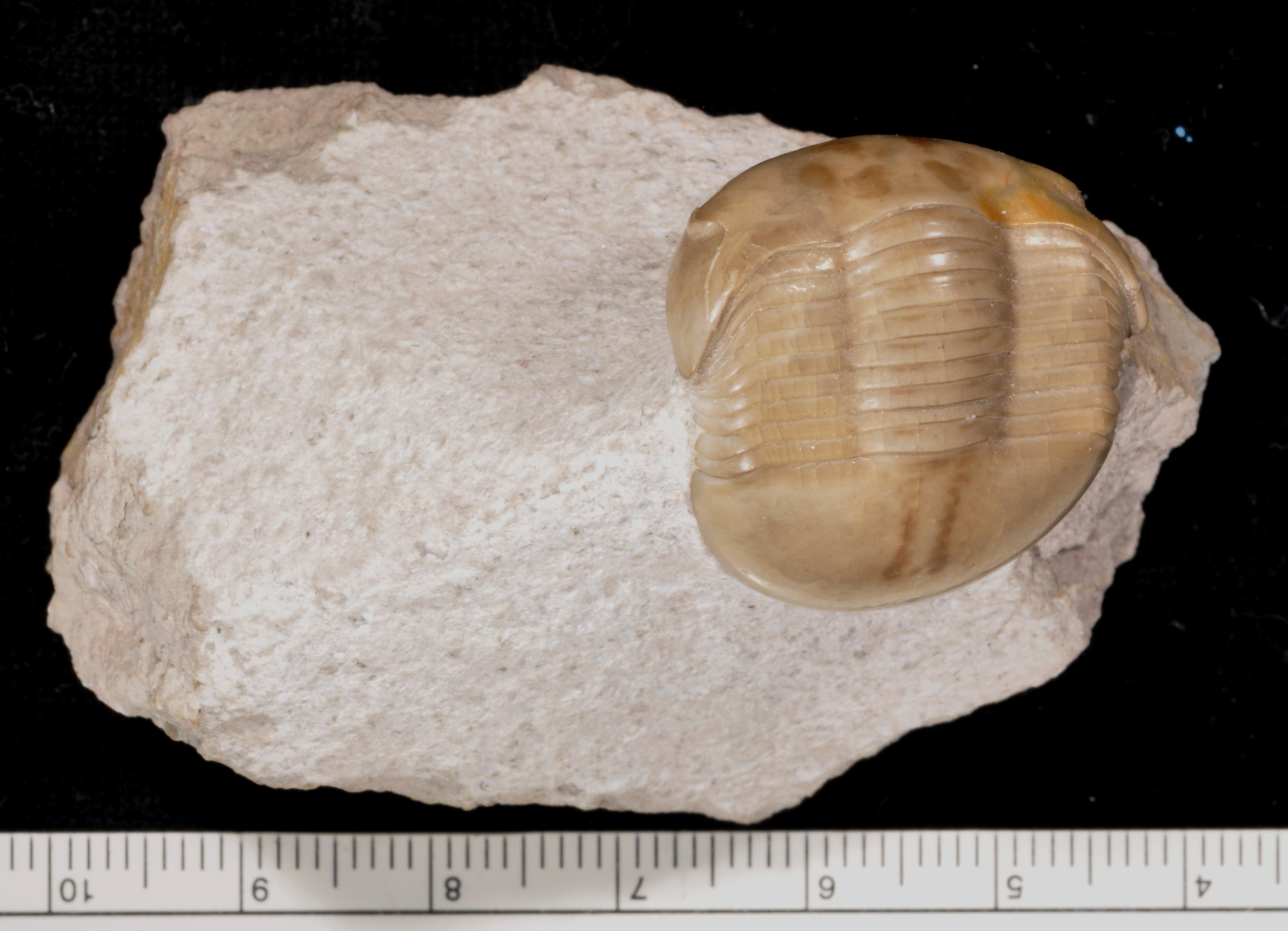 Illaenus