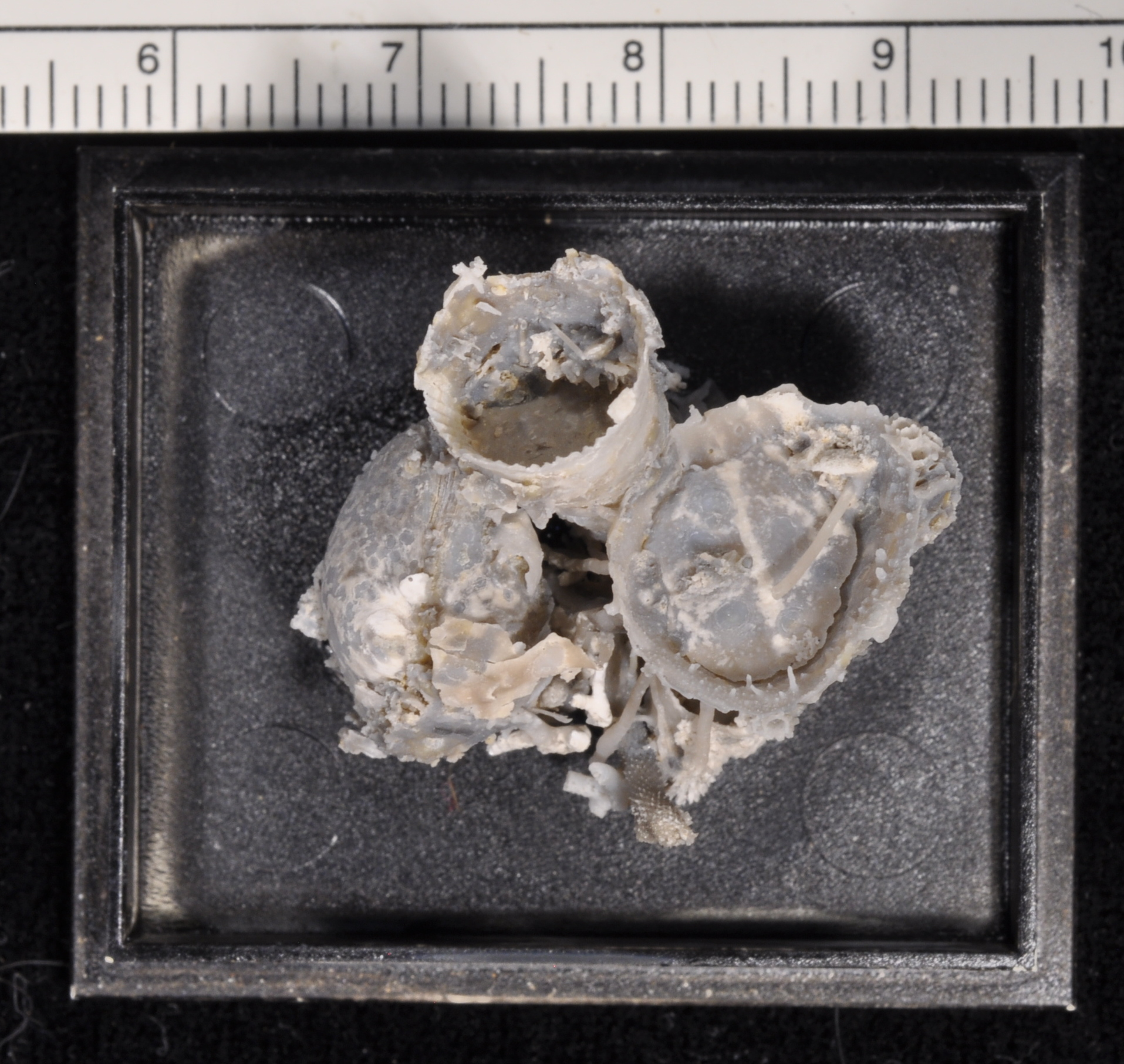 Cyclacantharia