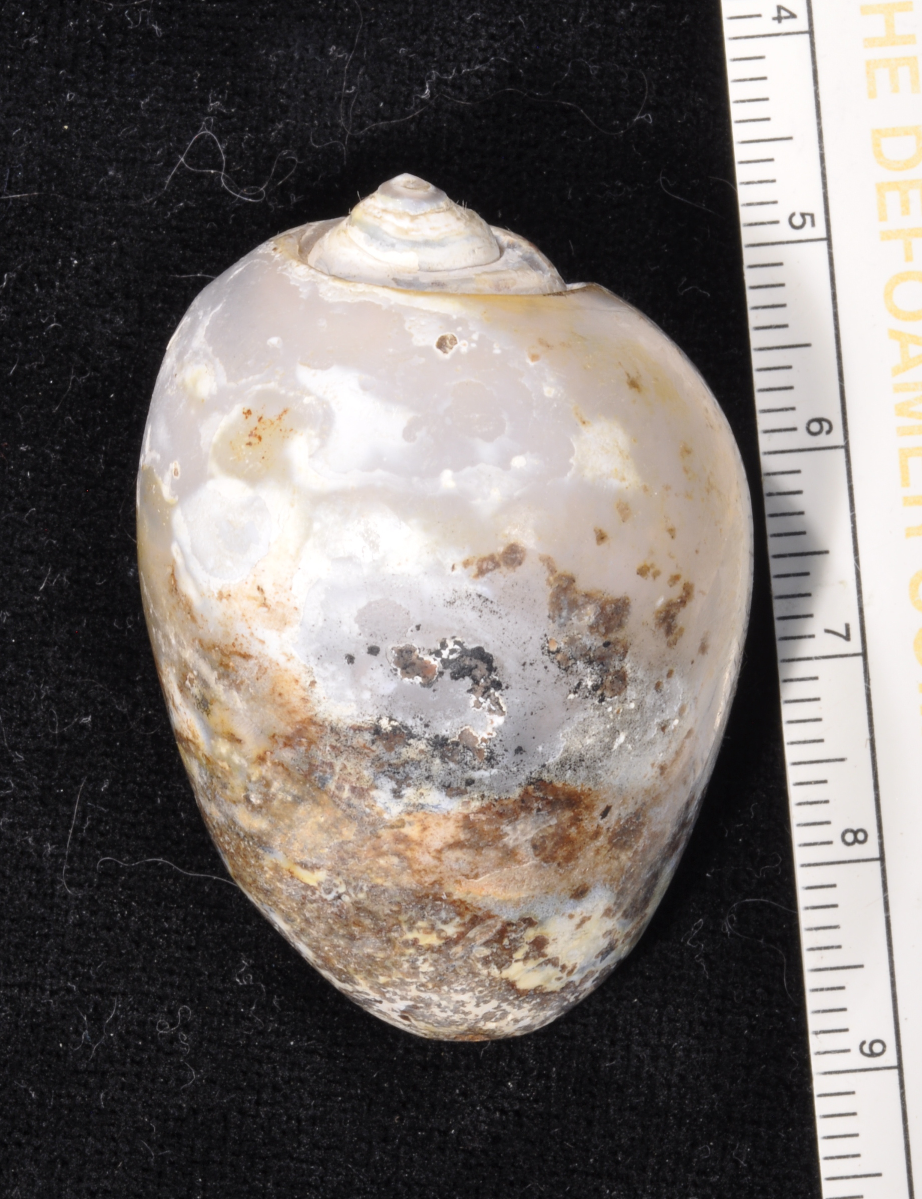 Agatized Gastropod