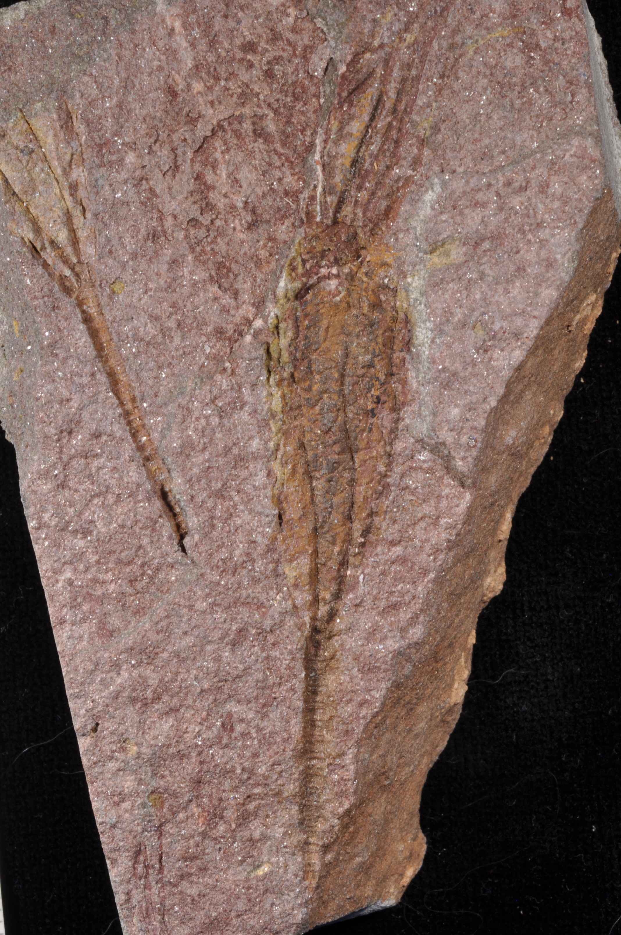 Ascocystites