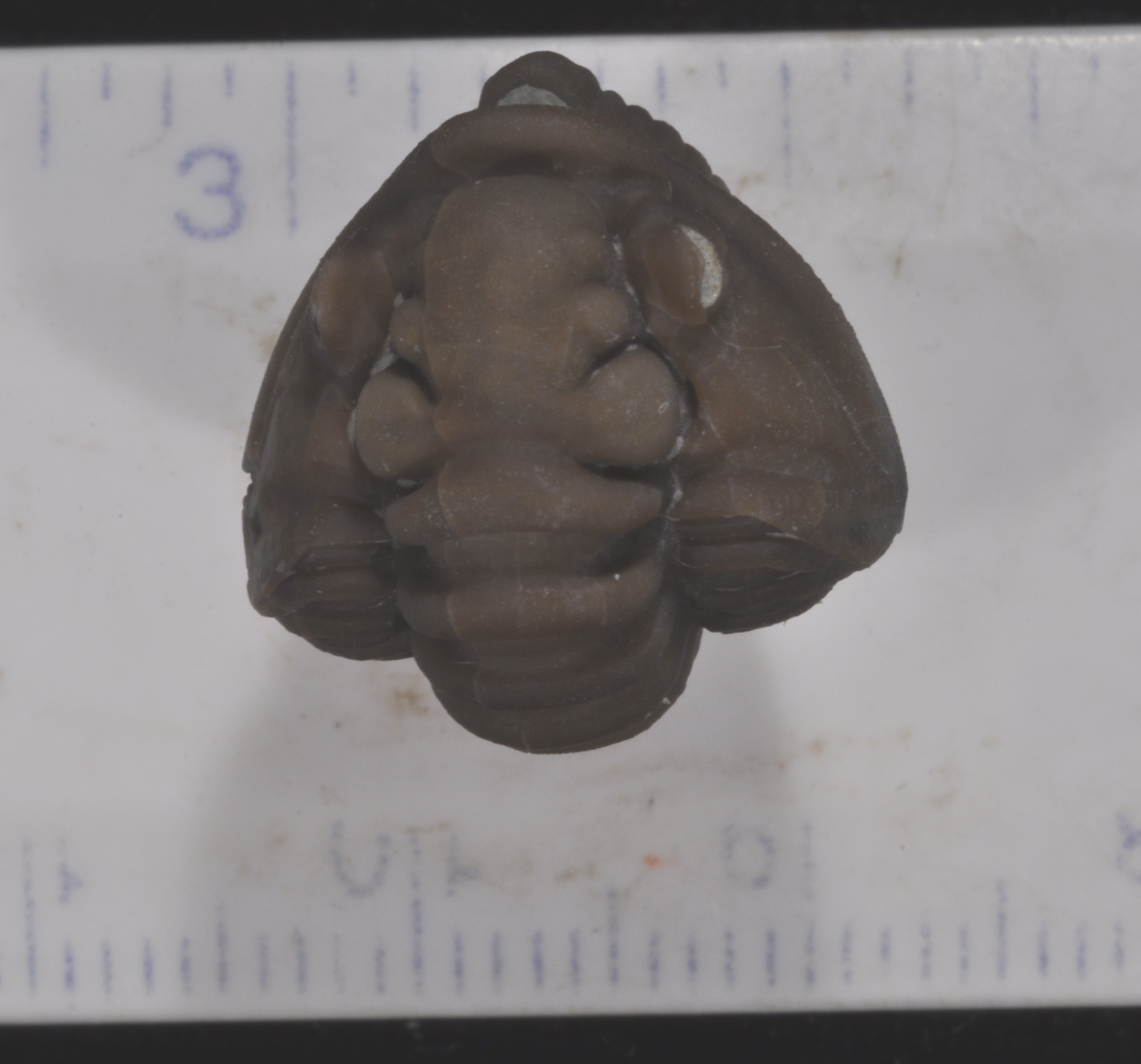 Flexicalymene