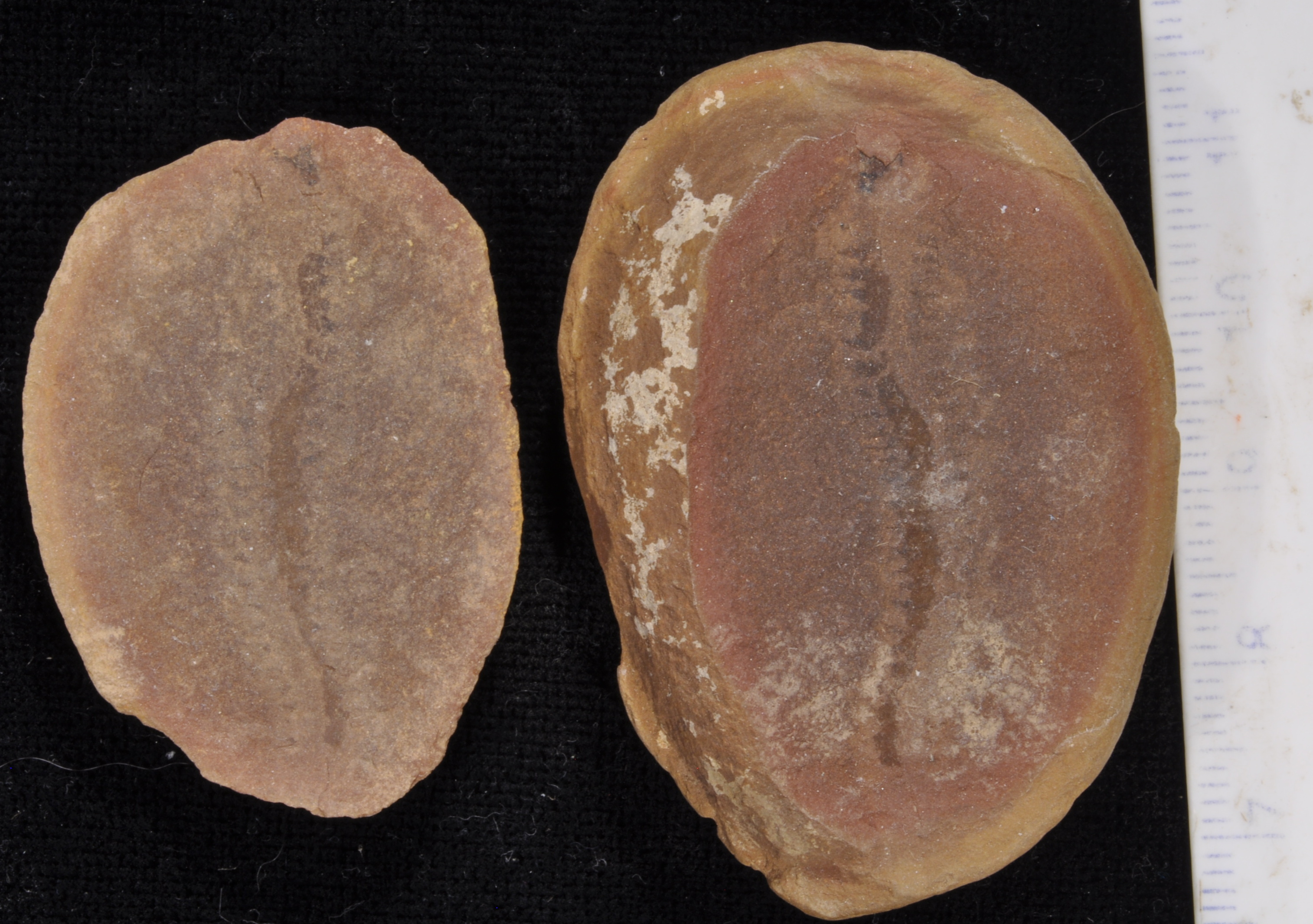 Esconites